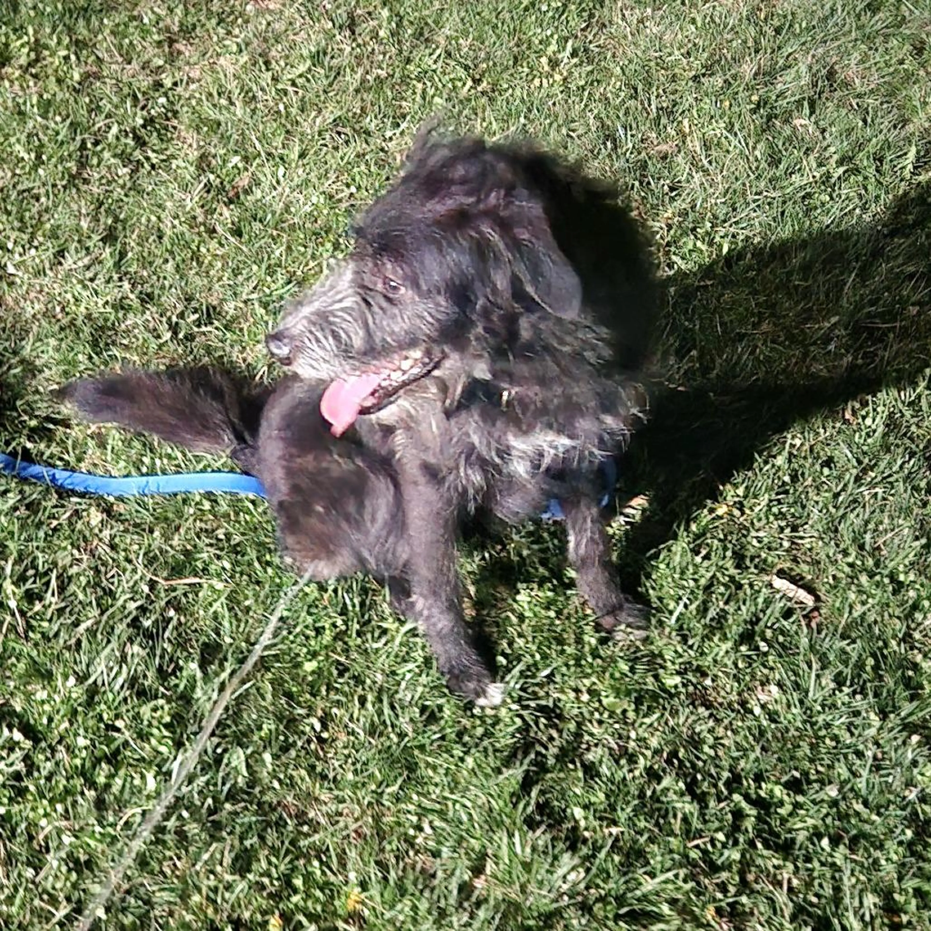 Found pet-3