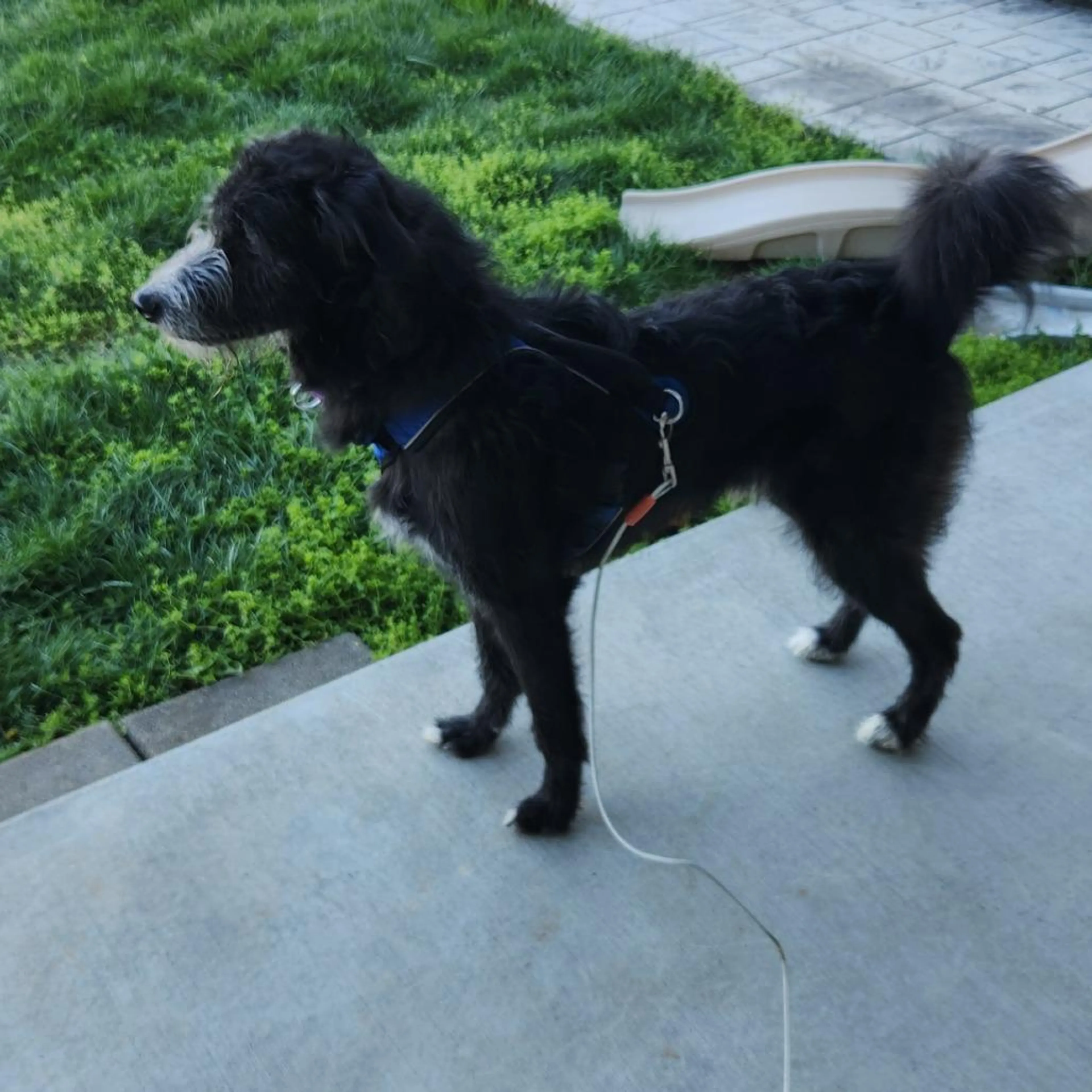 Found pet-4