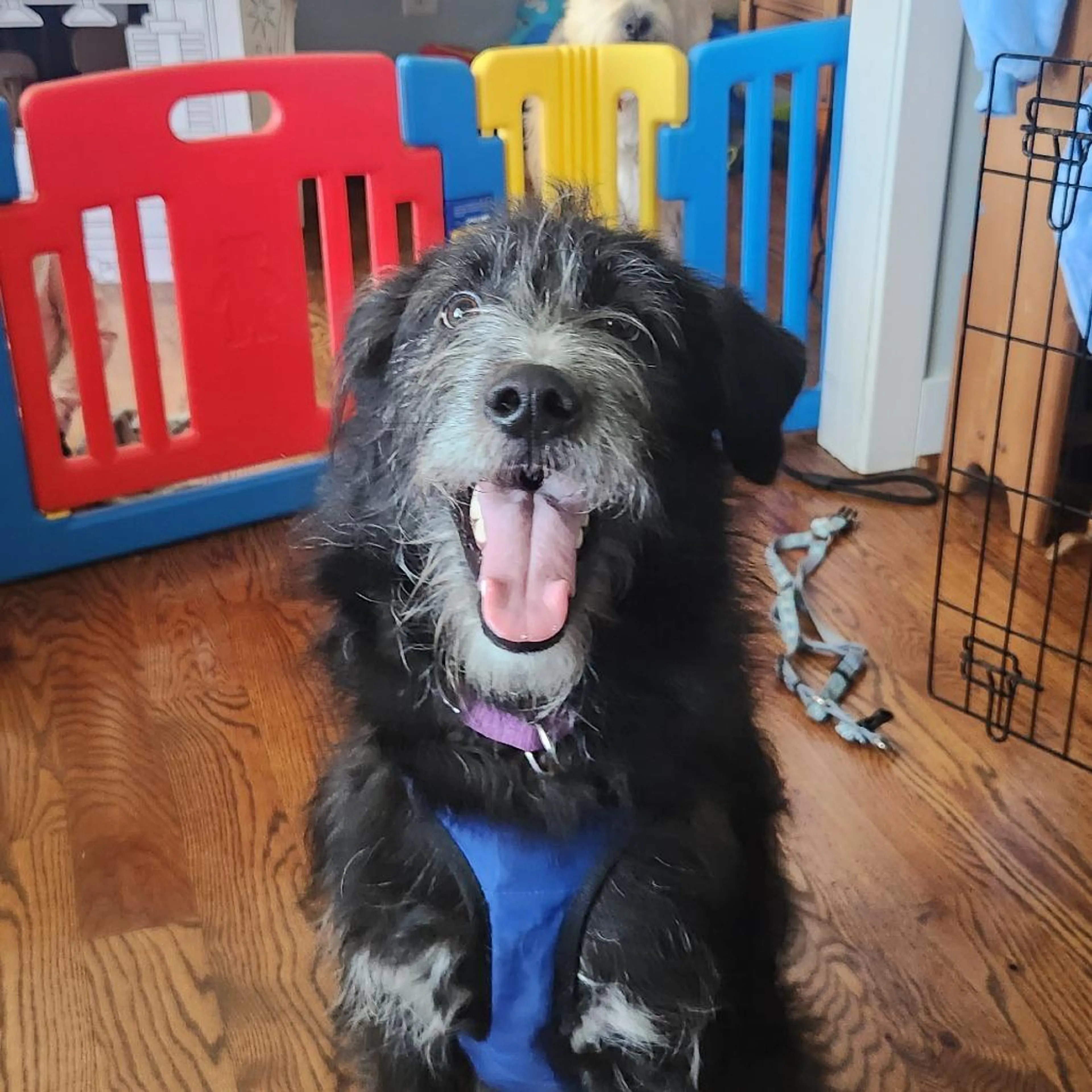 Found pet-1