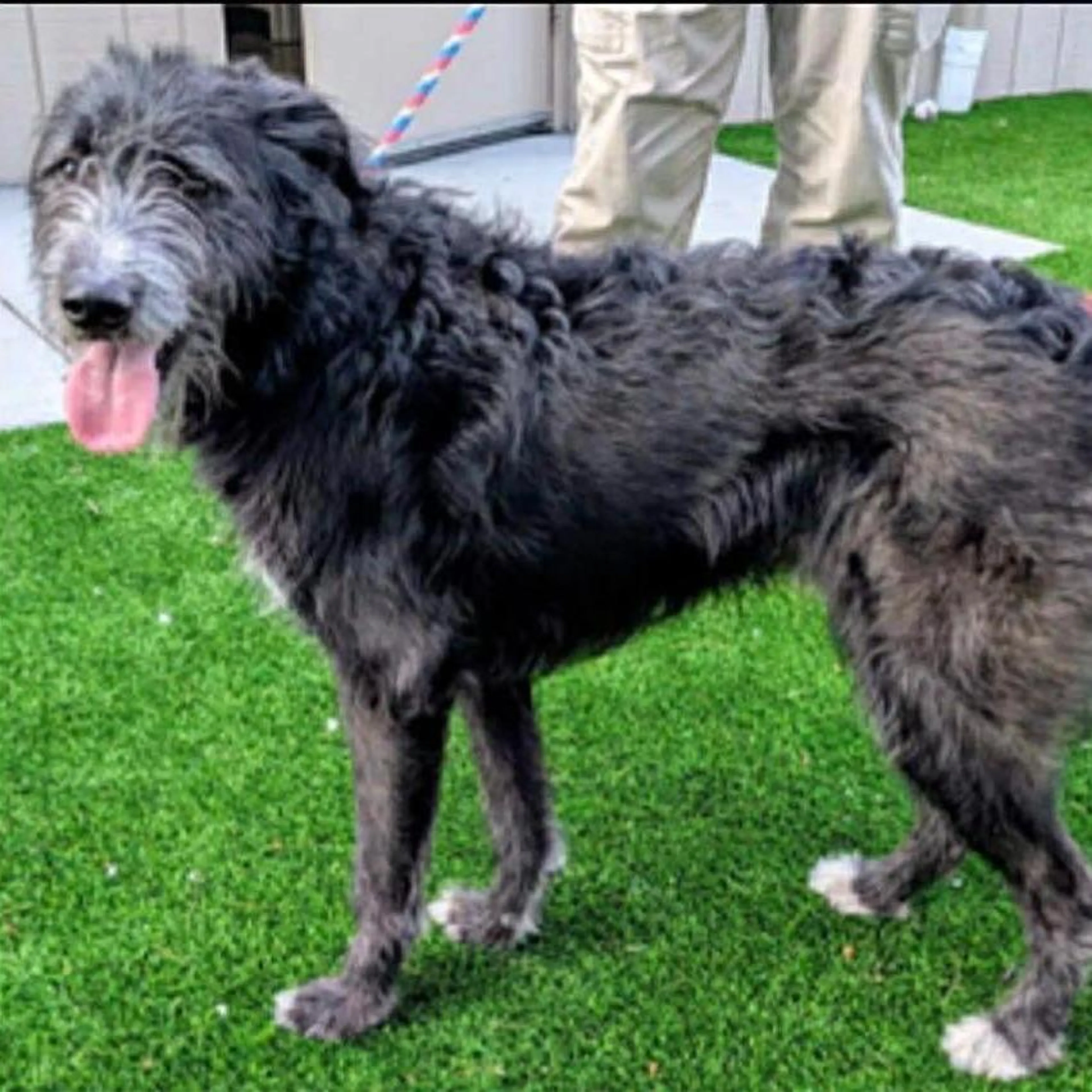 Found pet-5