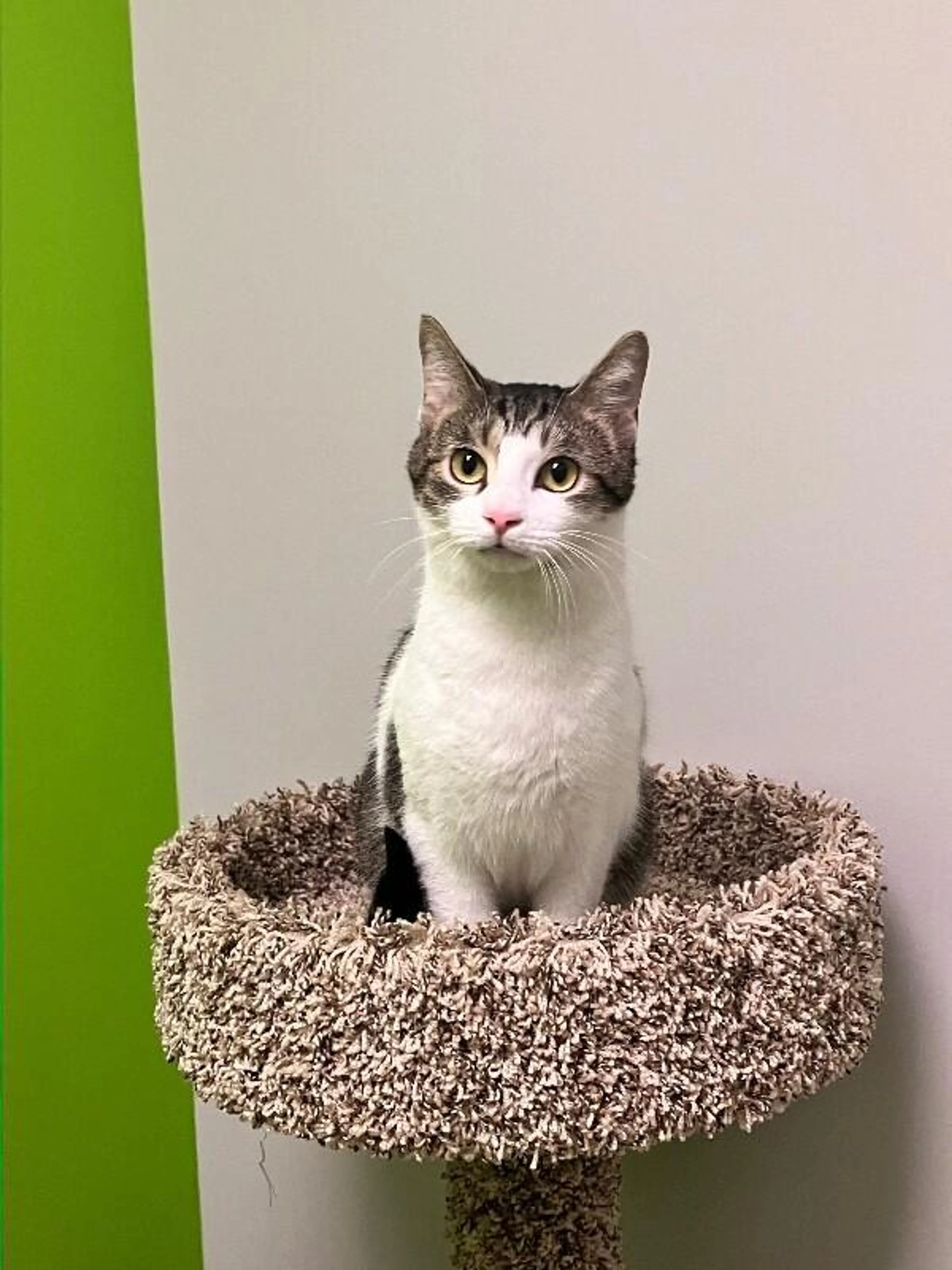 Found pet-1