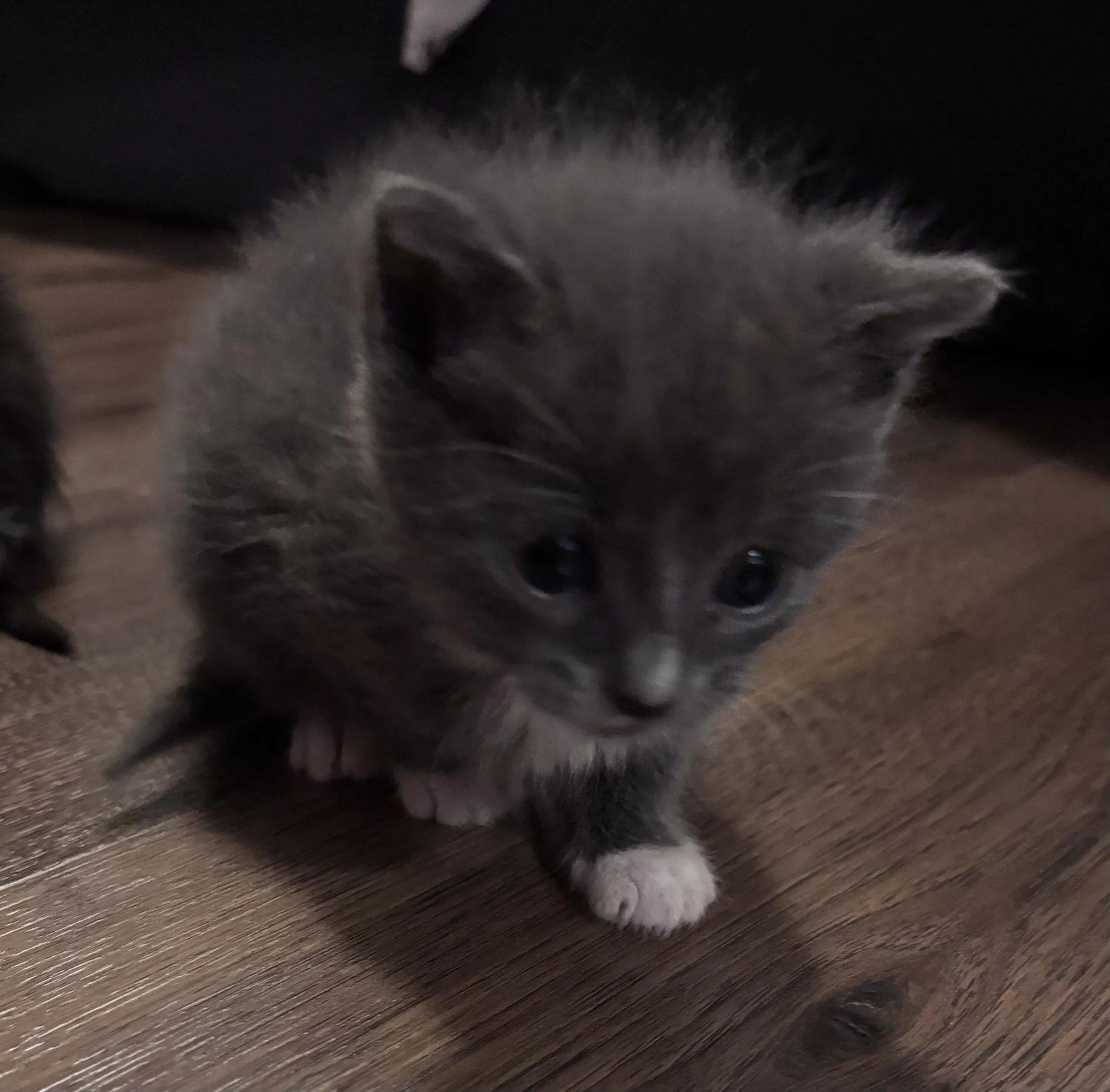 Found pet-2