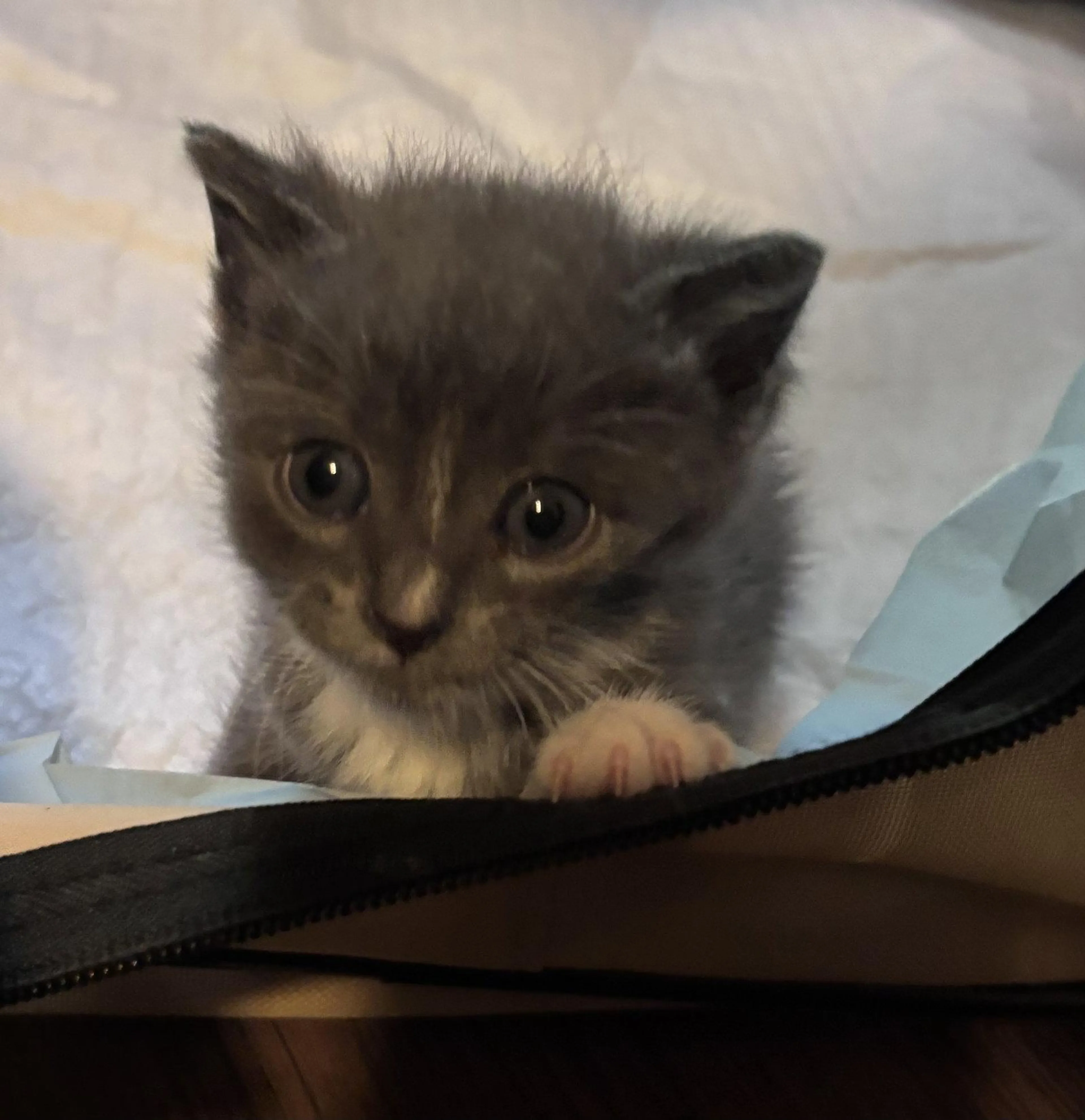 Found pet-1