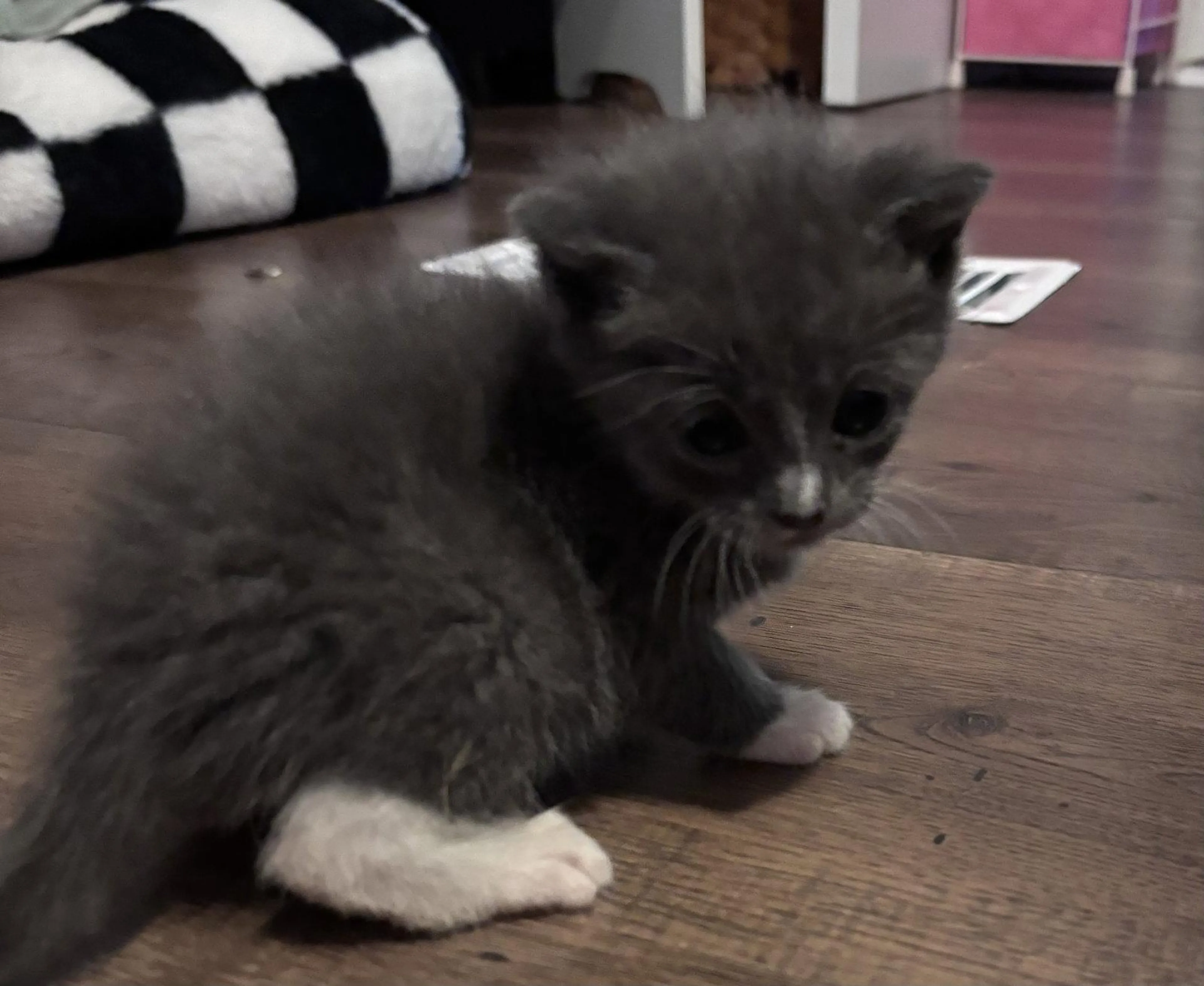 Found pet-0