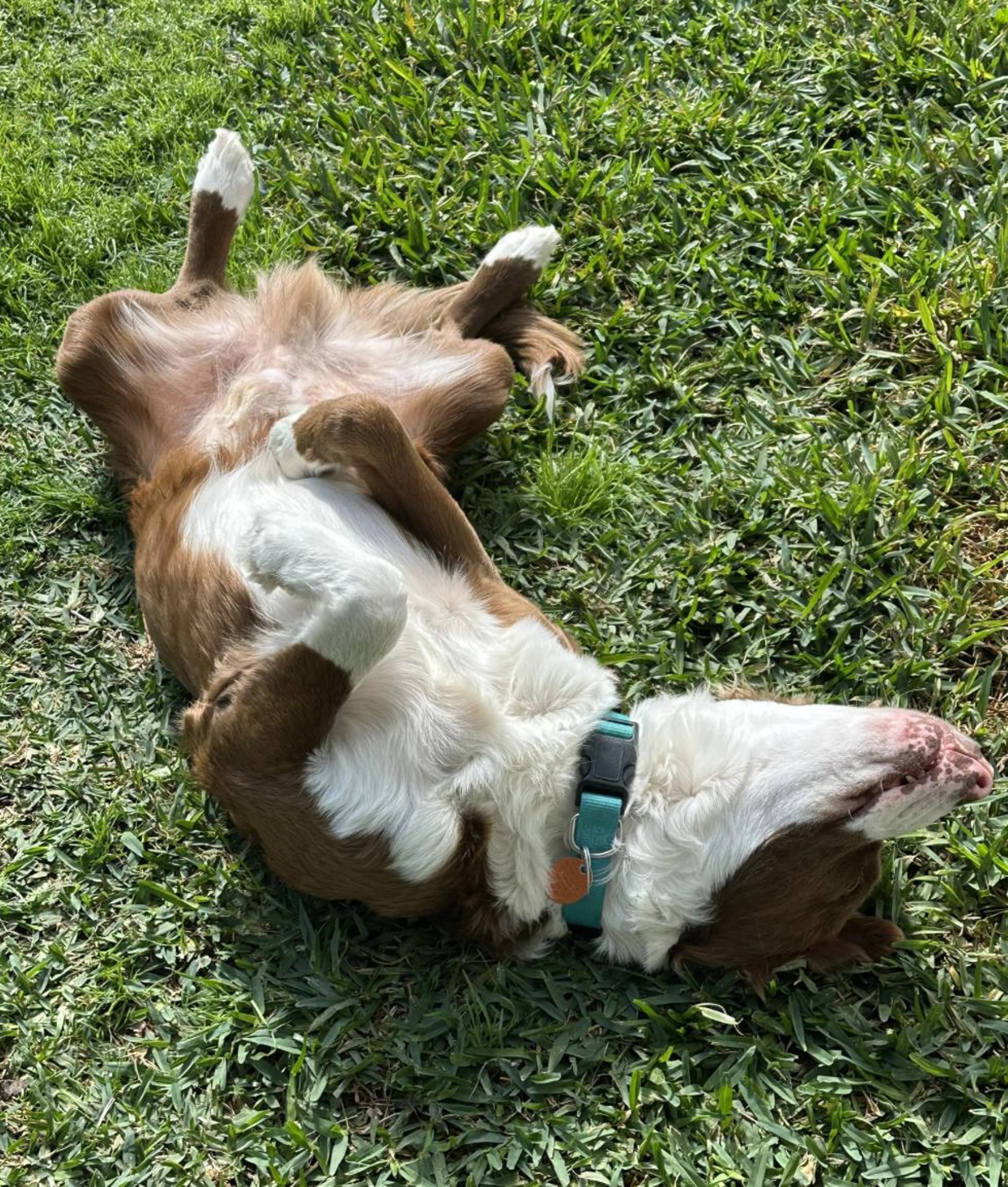 Found pet-3