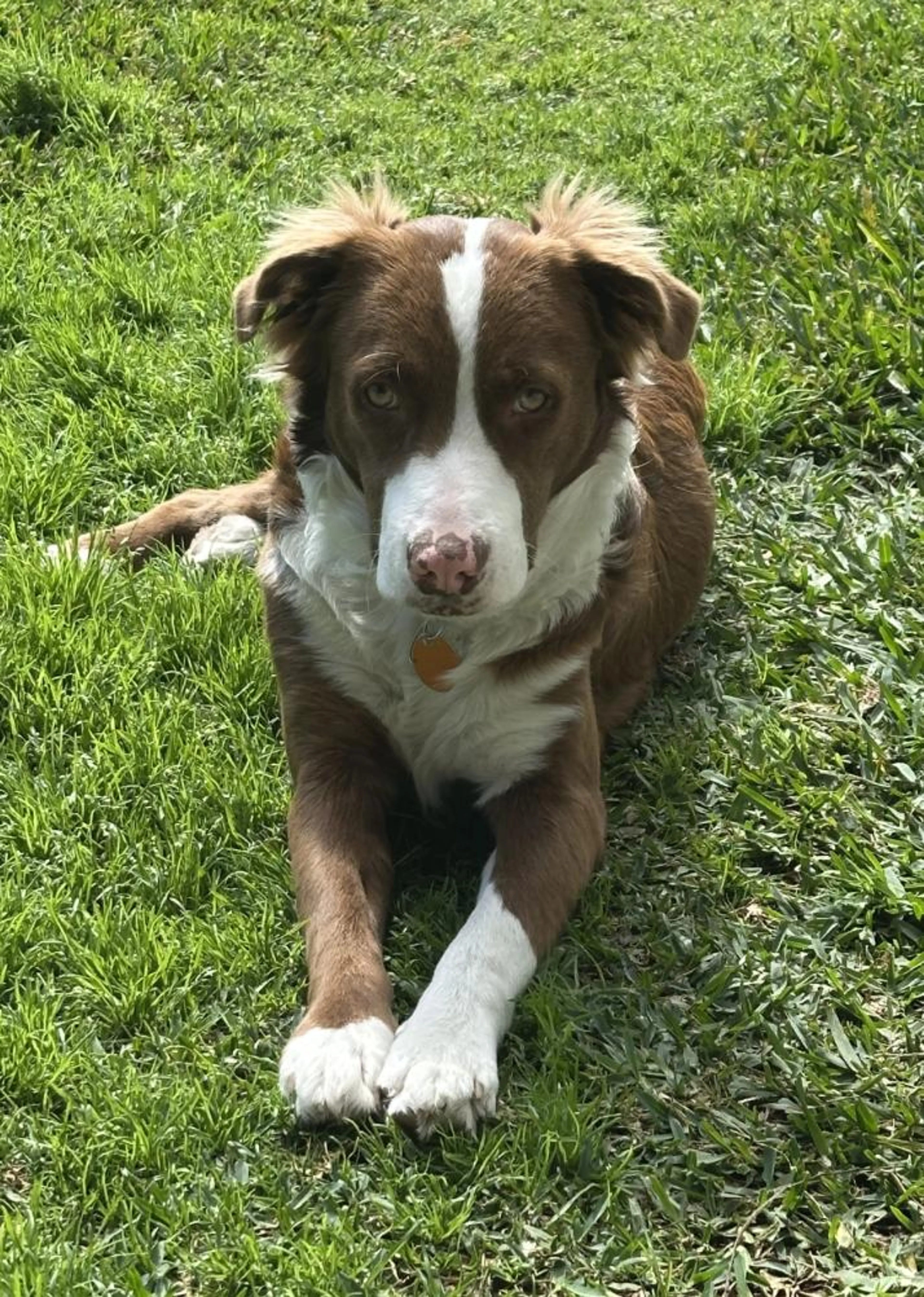 Found pet-2