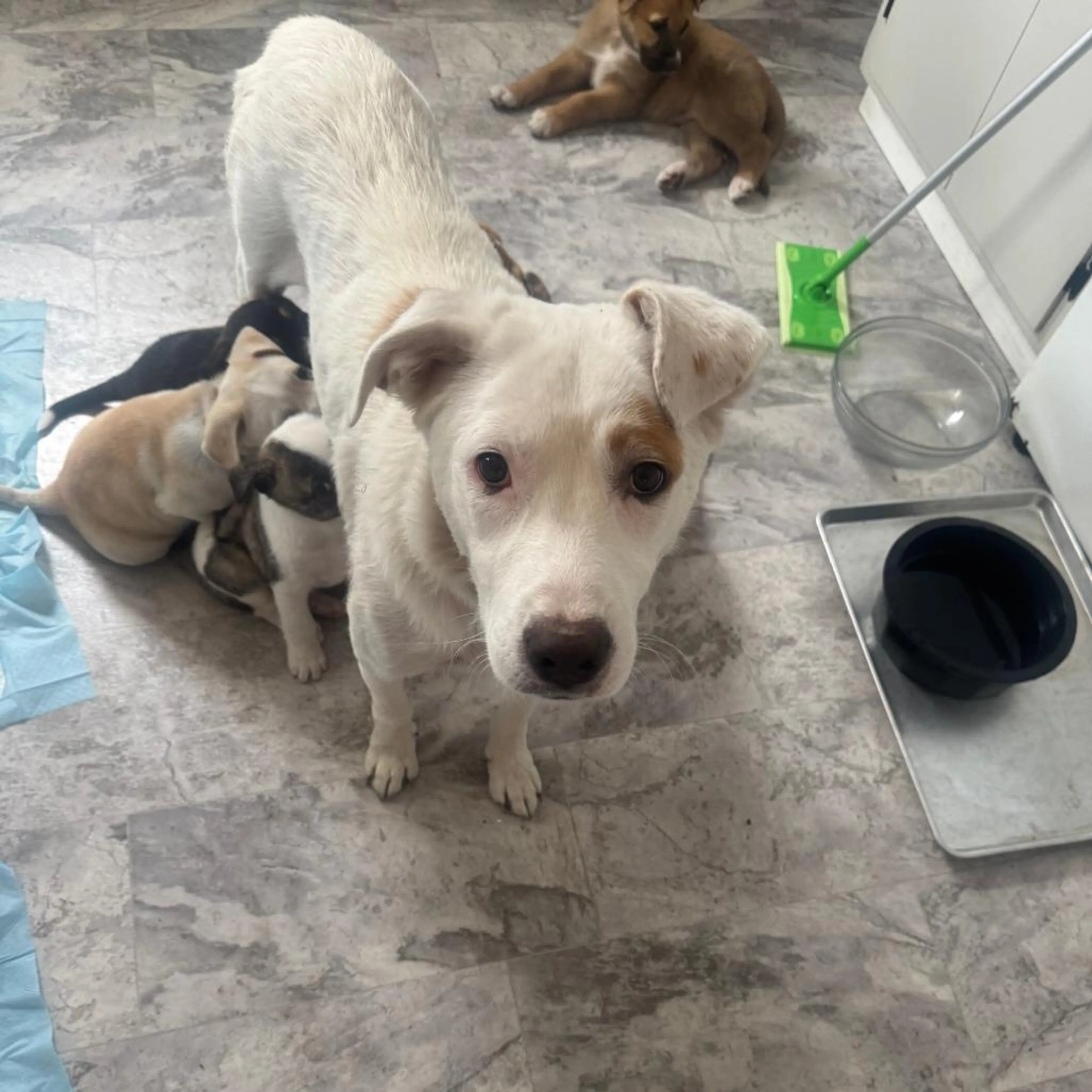 Found pet-2