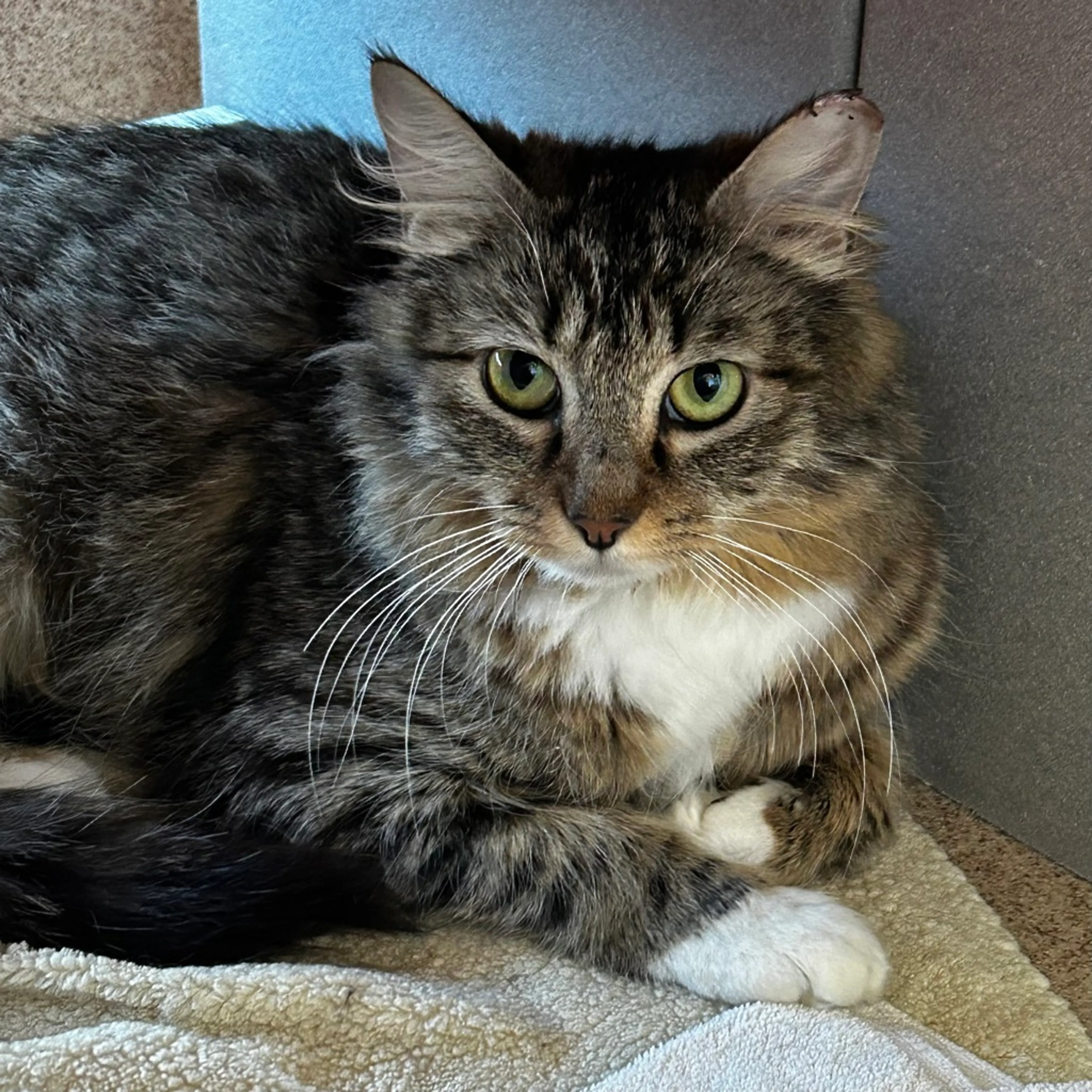 Found pet-1