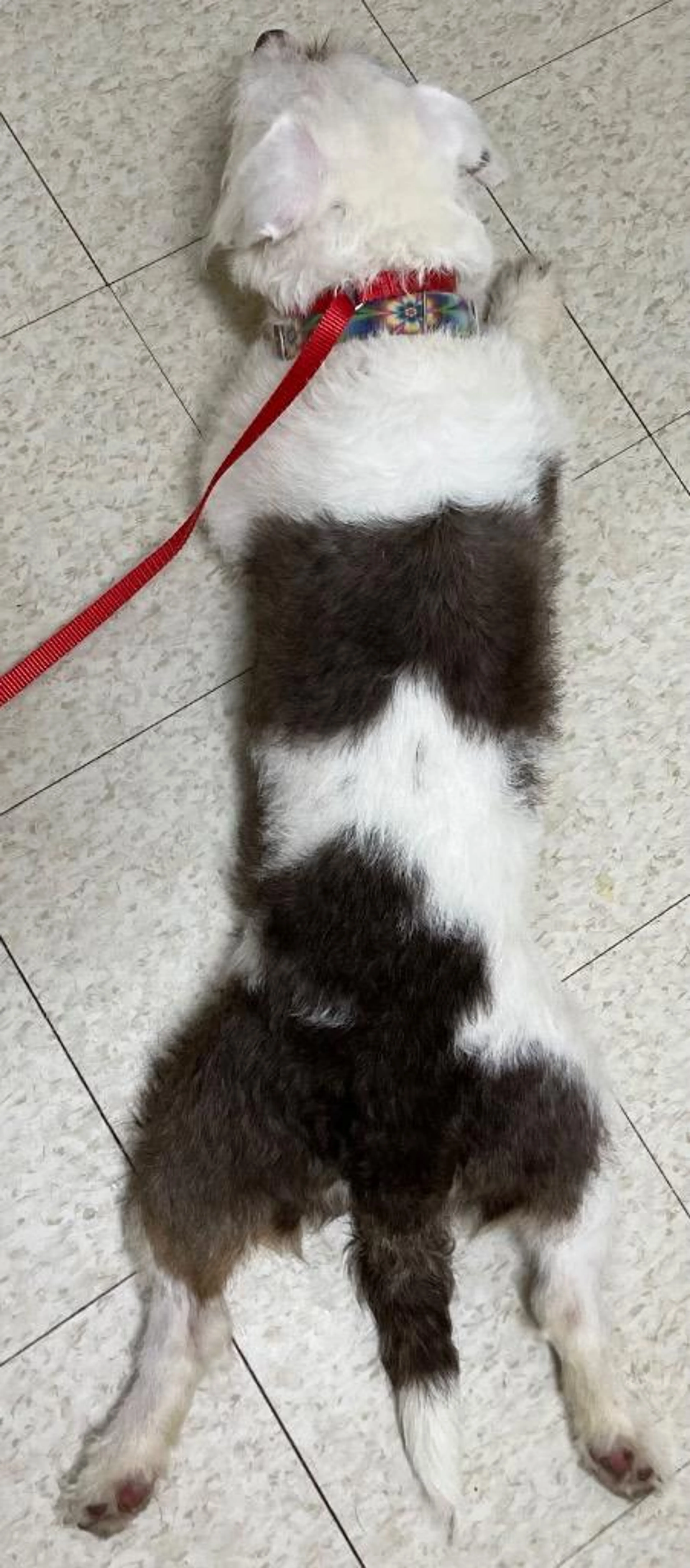 -4