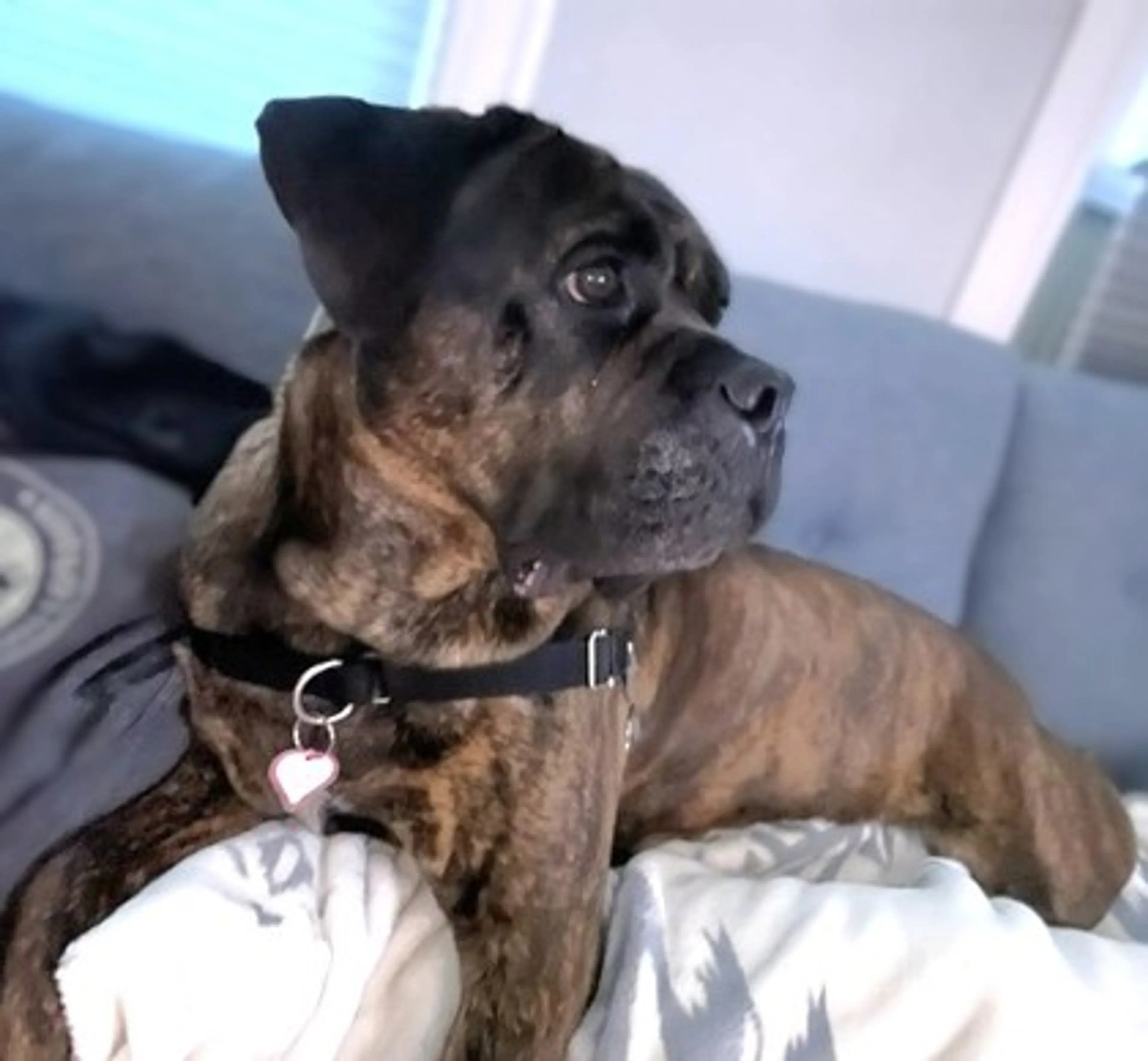 Found pet-2