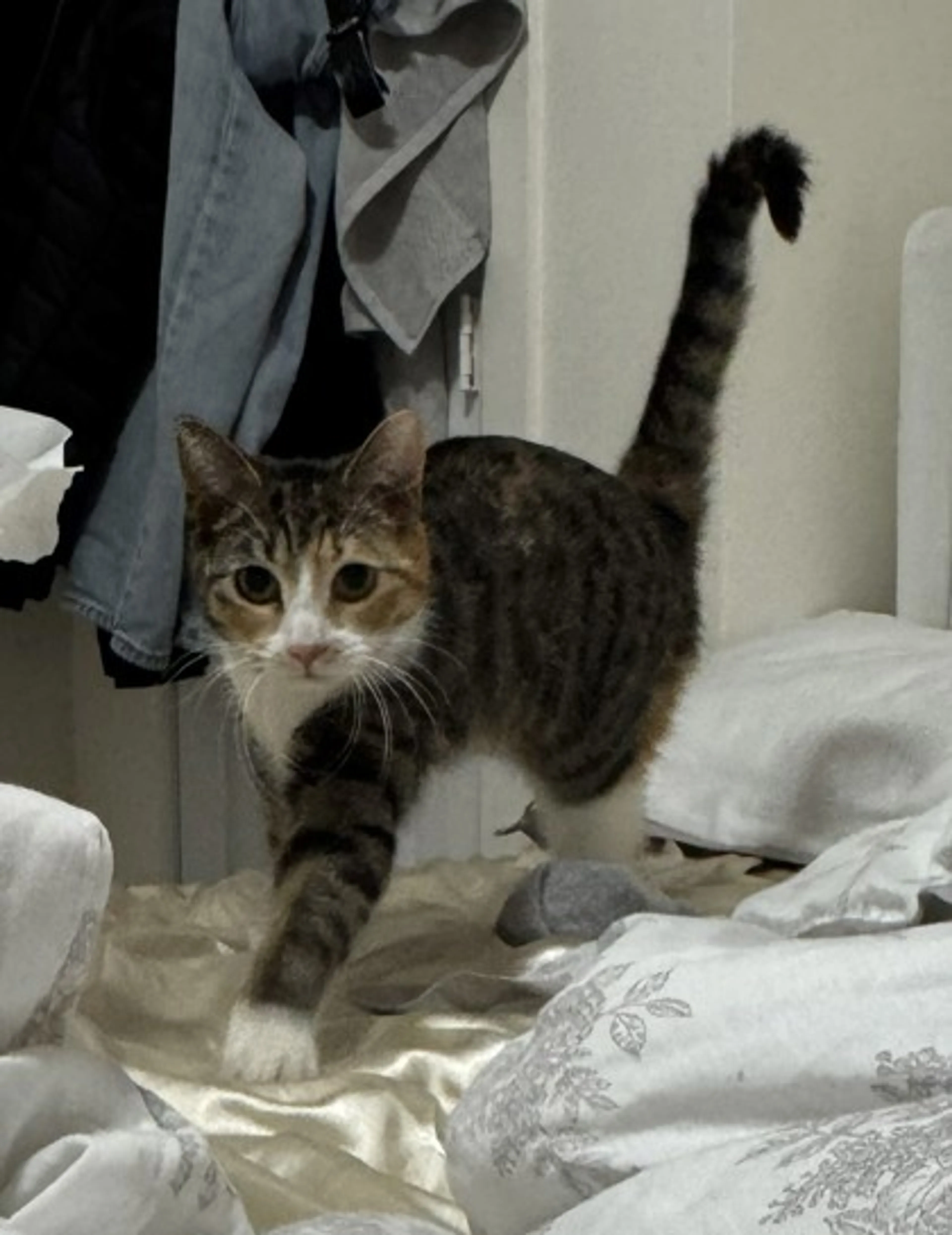 Found pet