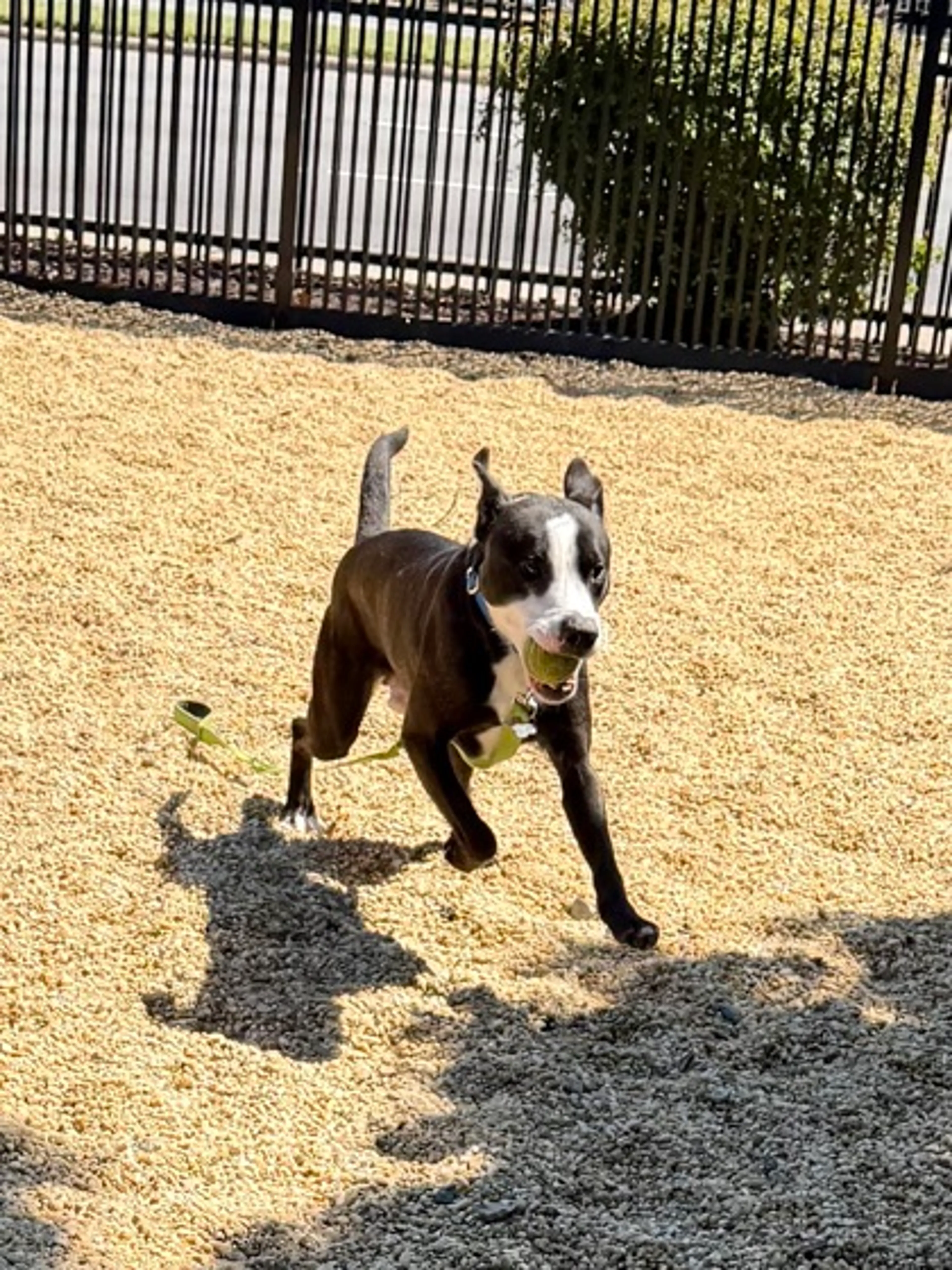 Found pet-1