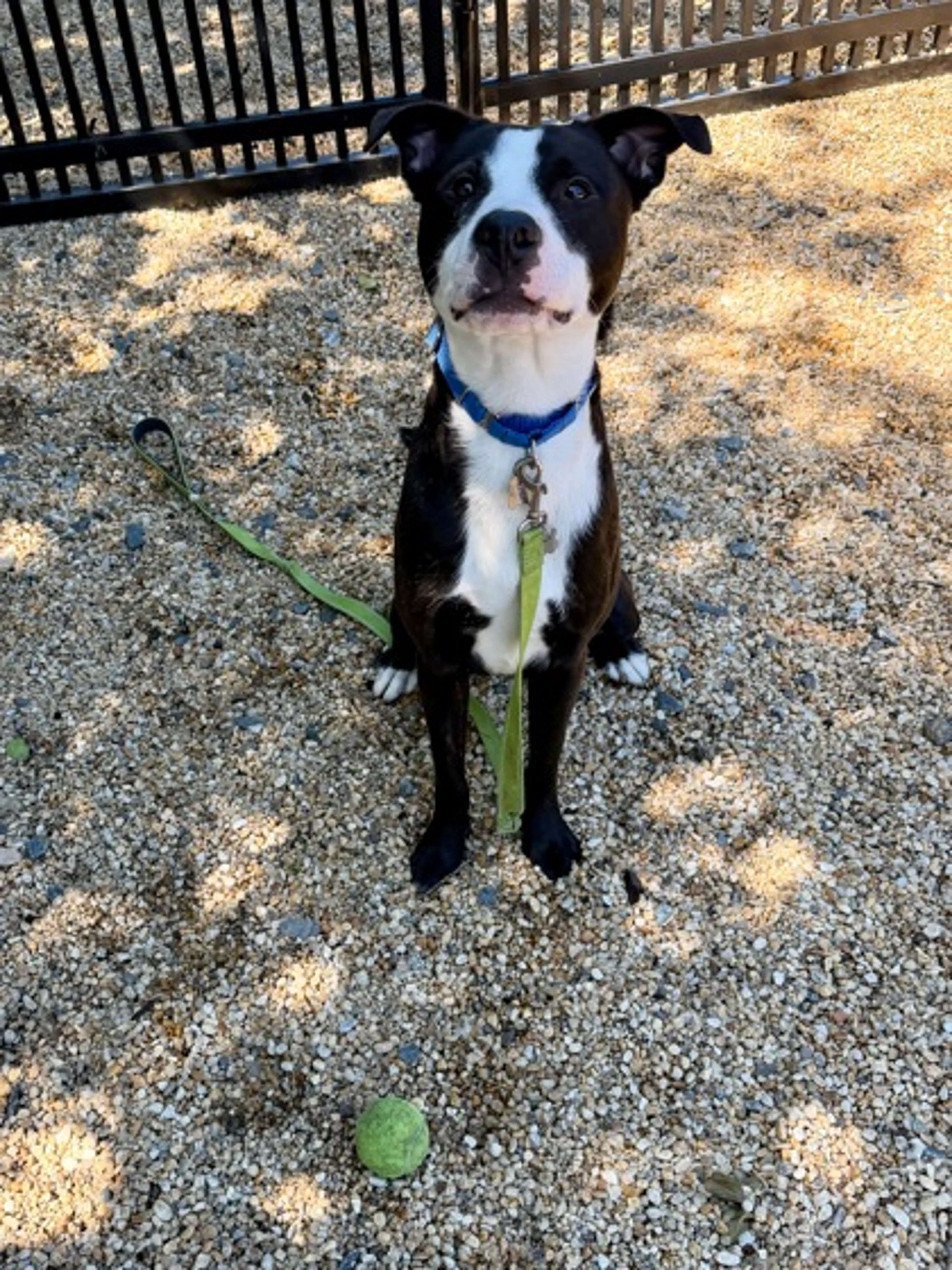 Found pet-2