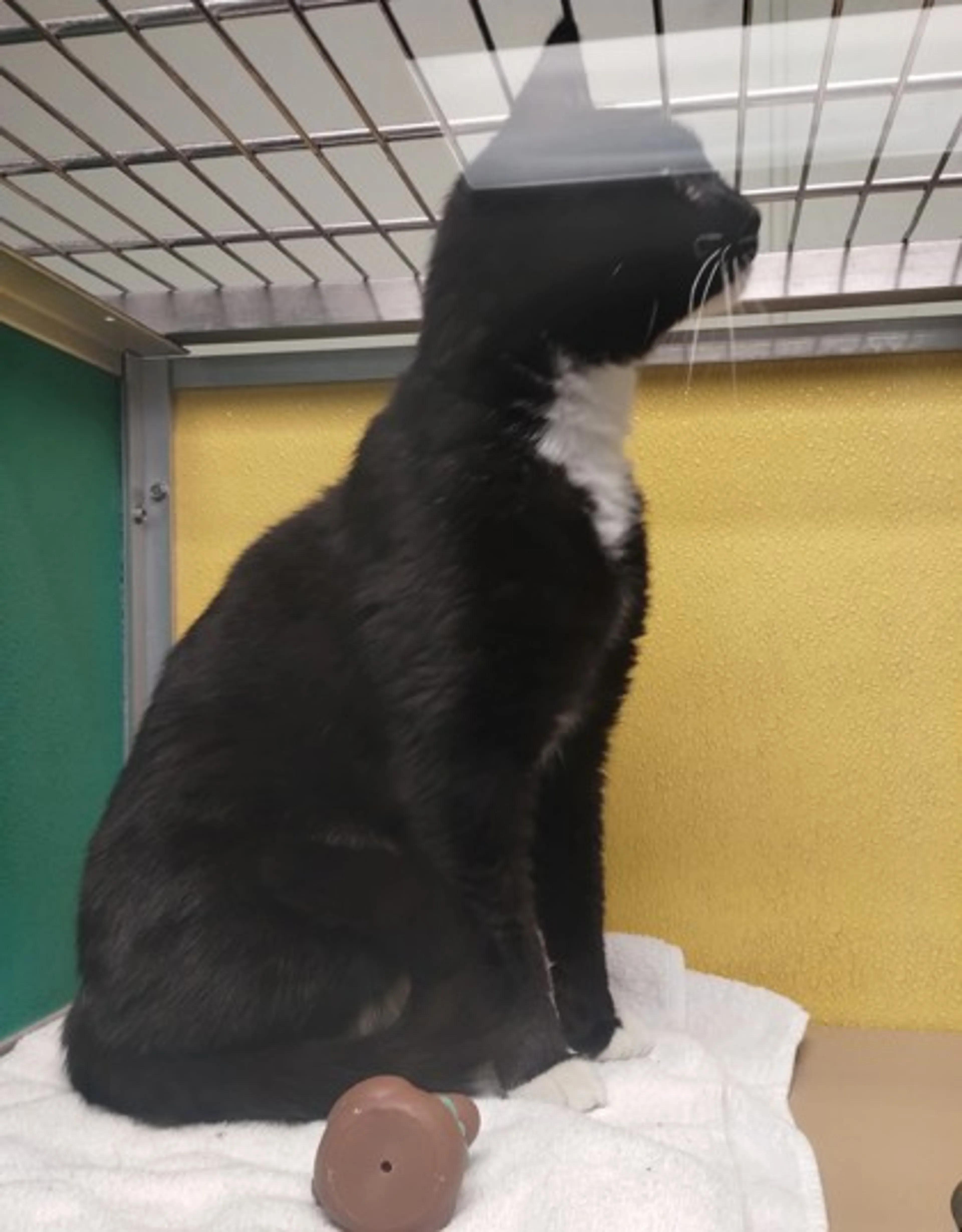 Found pet-1