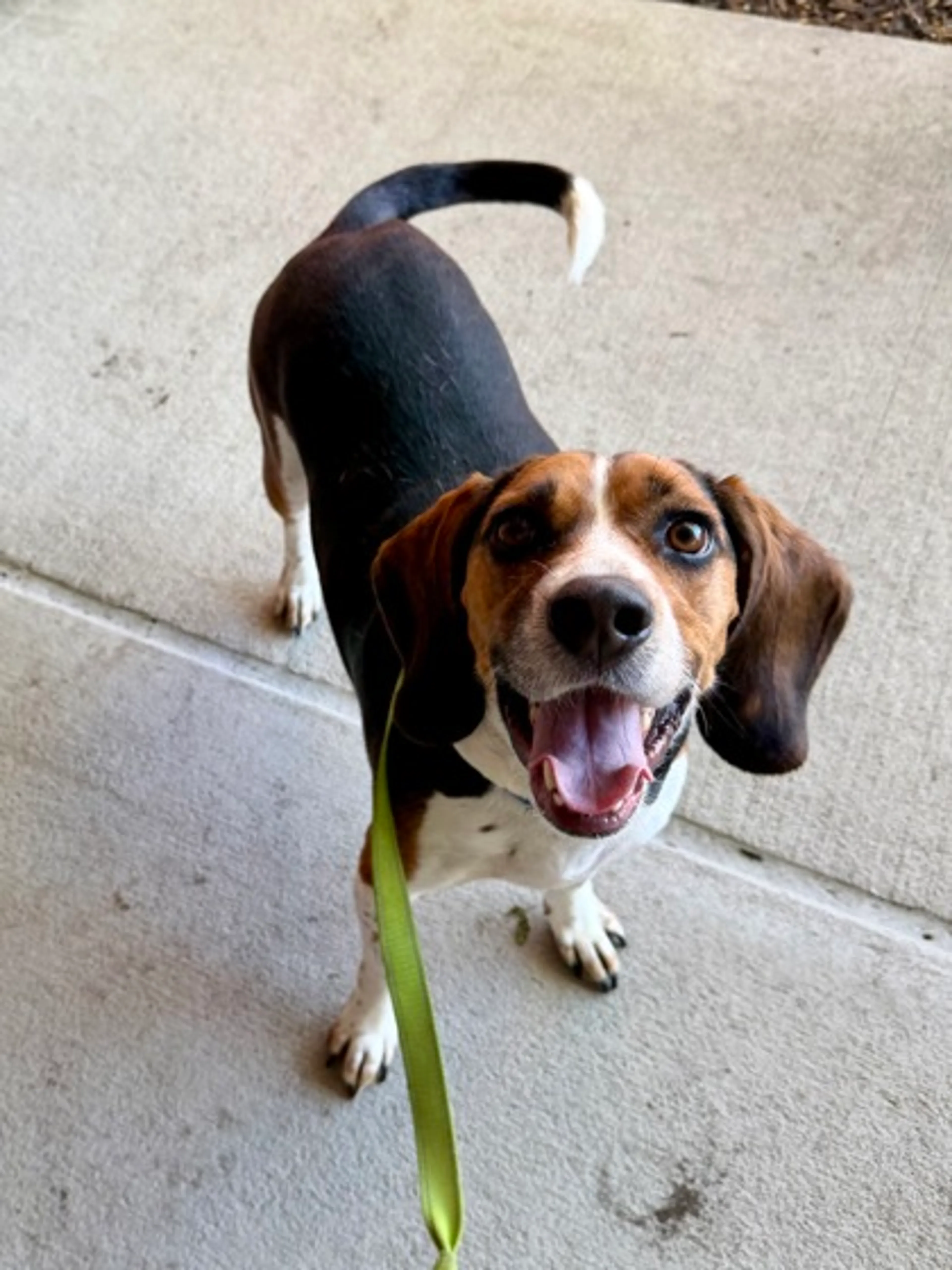 Found pet-1