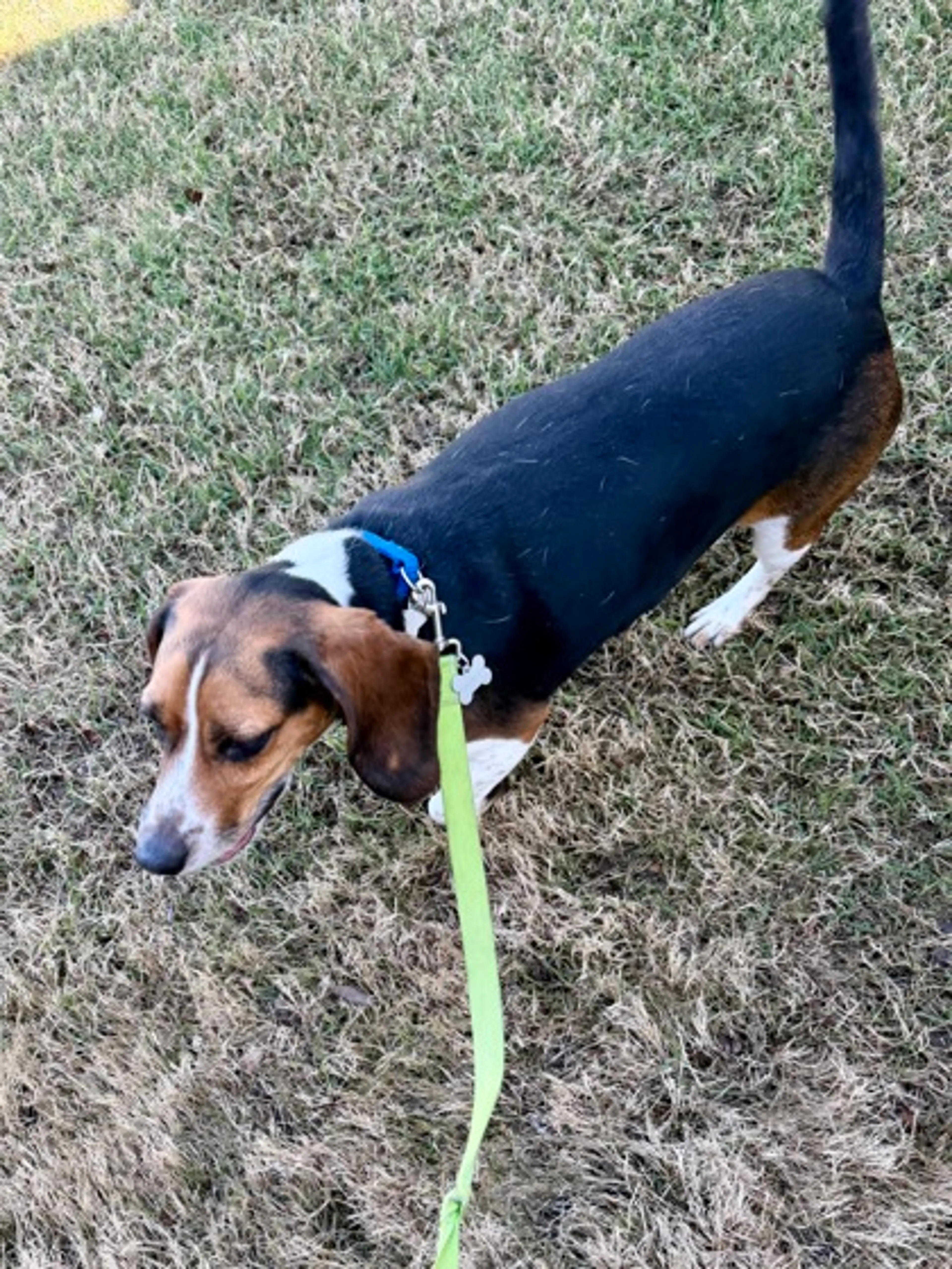 Found pet-2