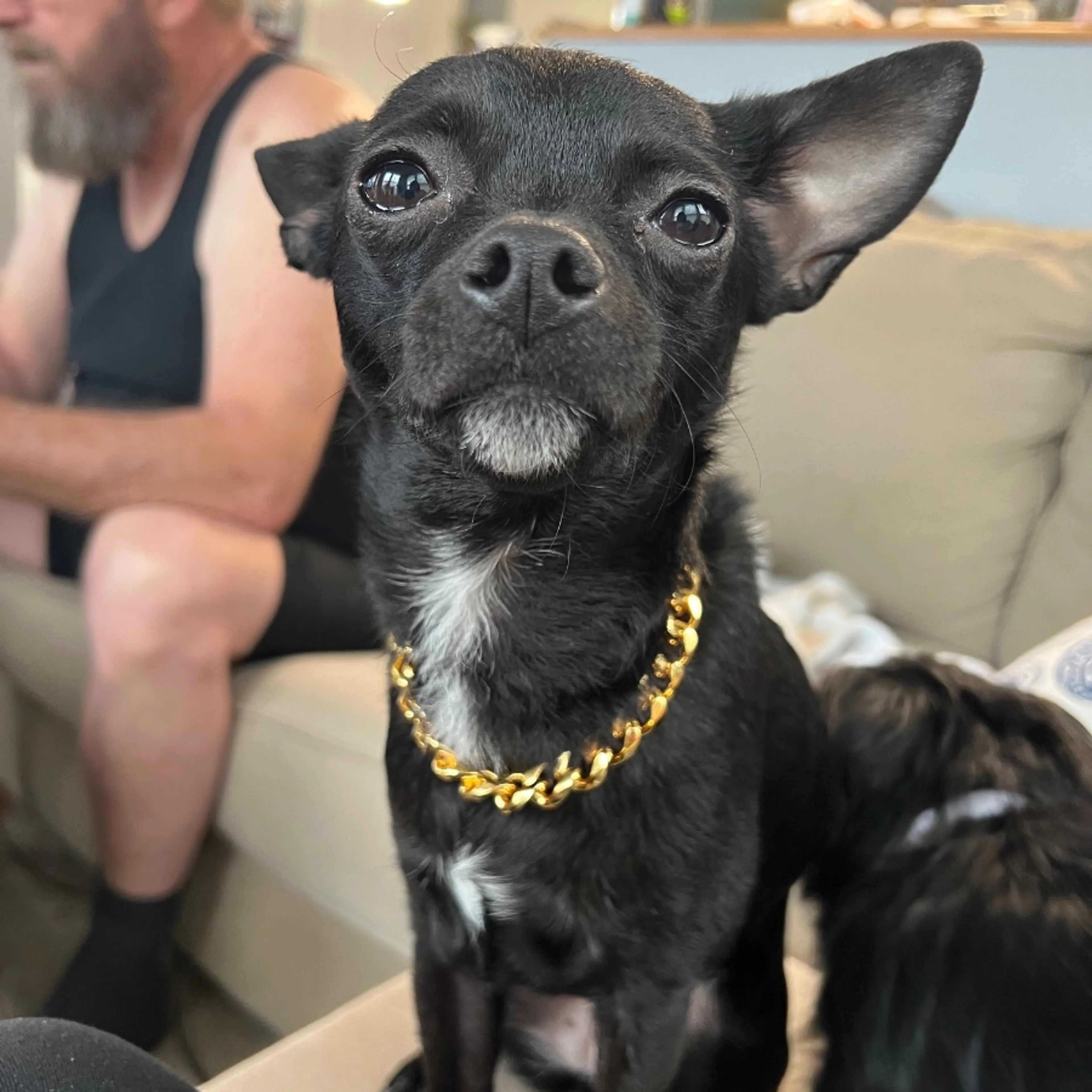 Lost pet