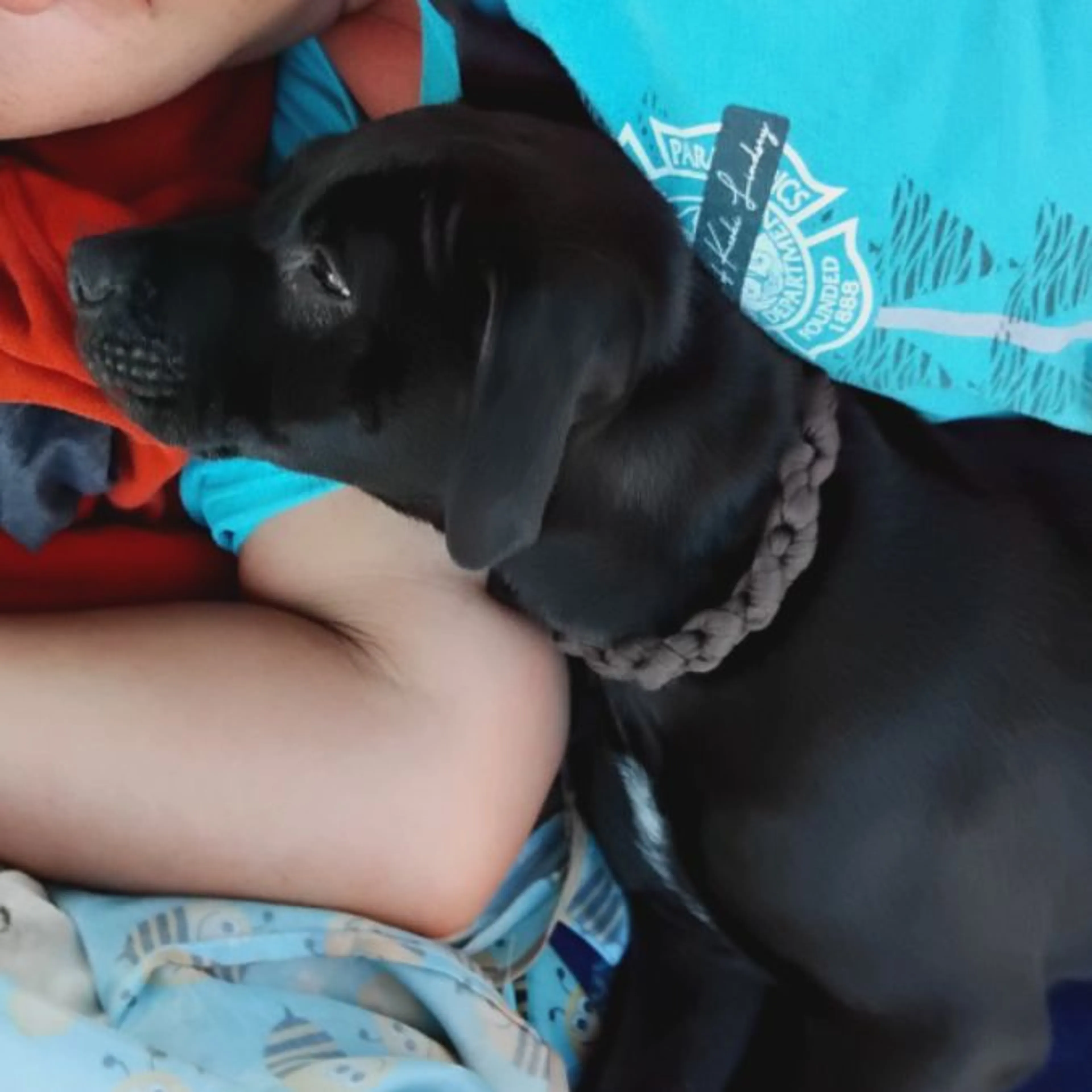Lost pet