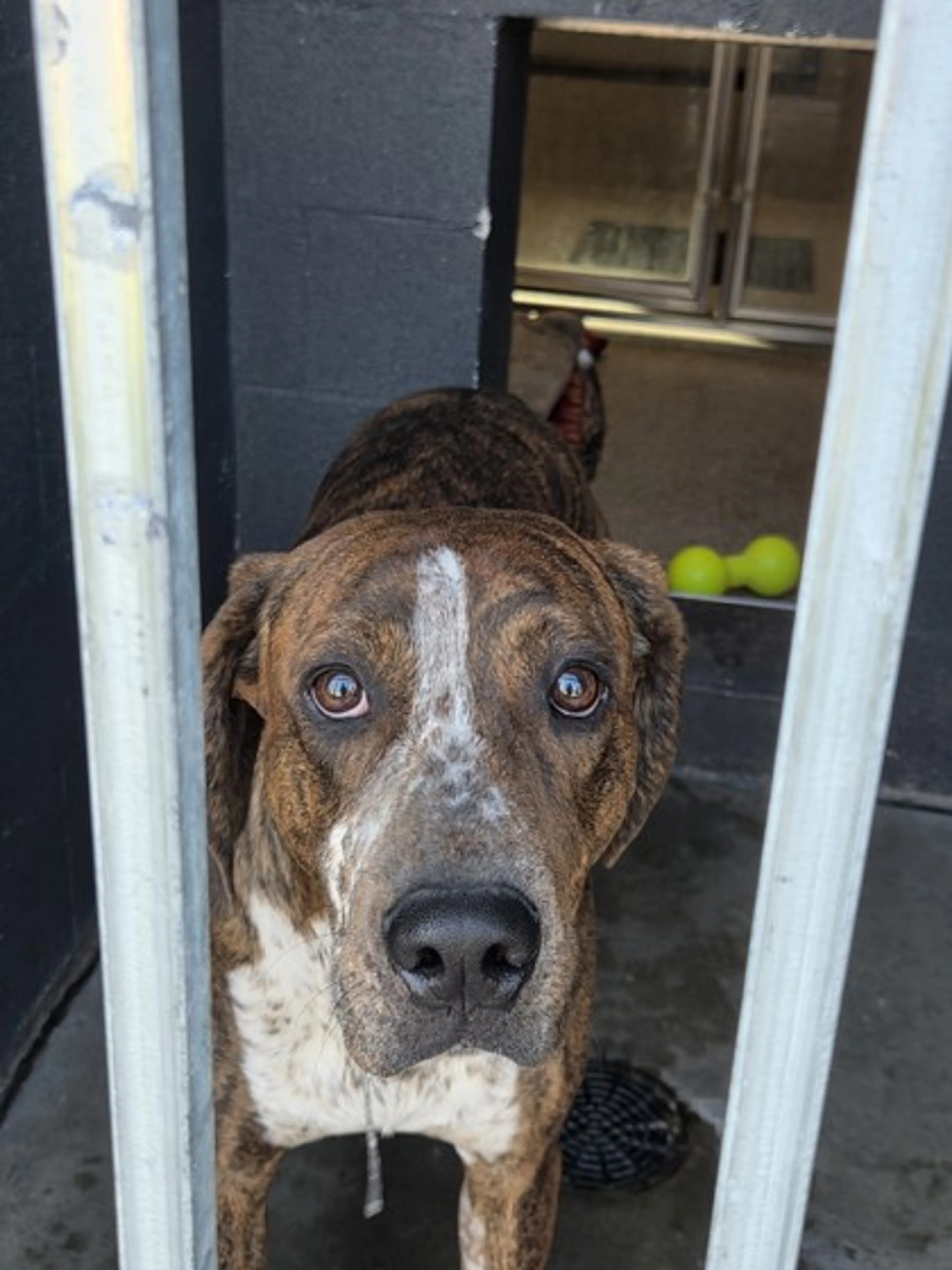 Found pet-1