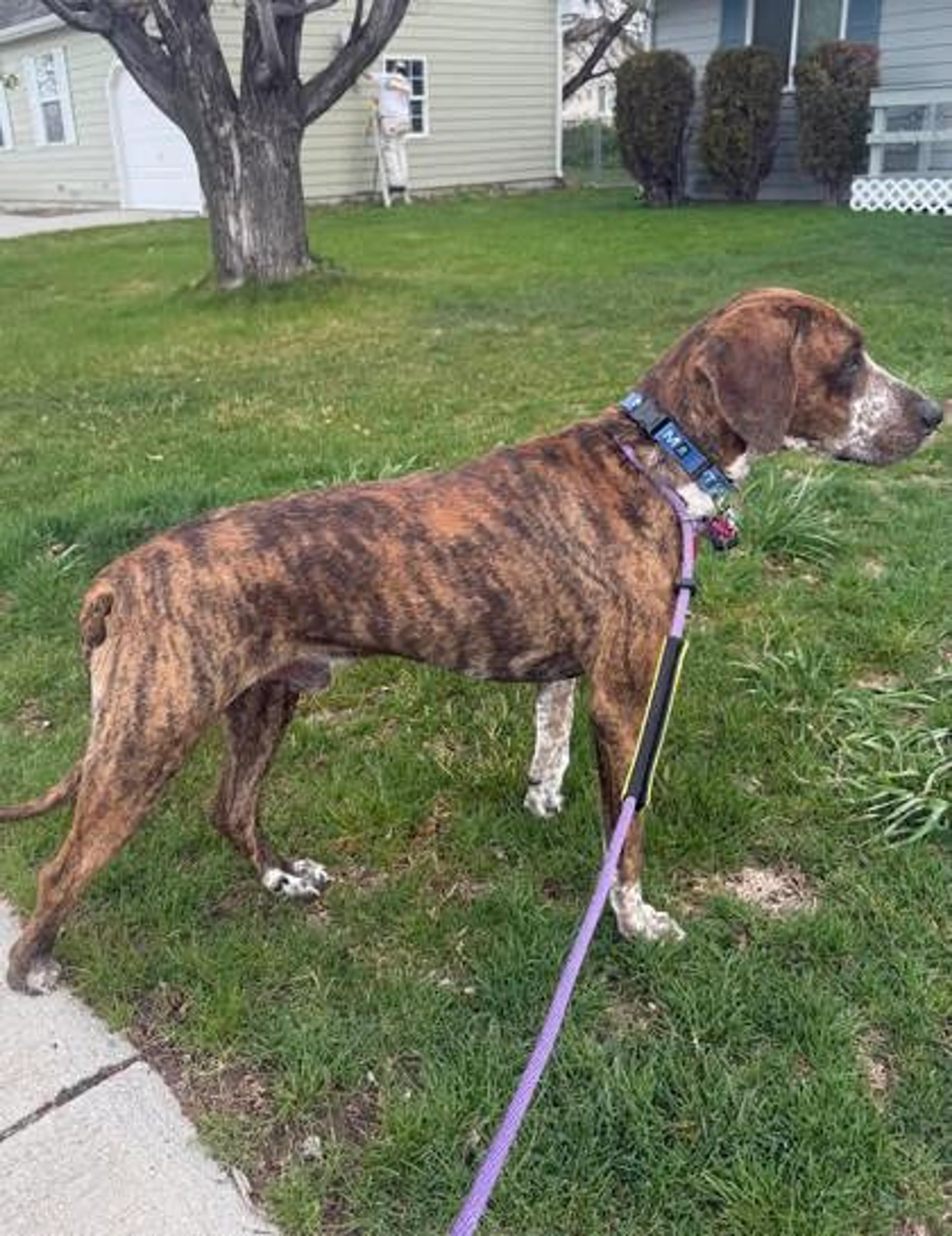 Found pet-2