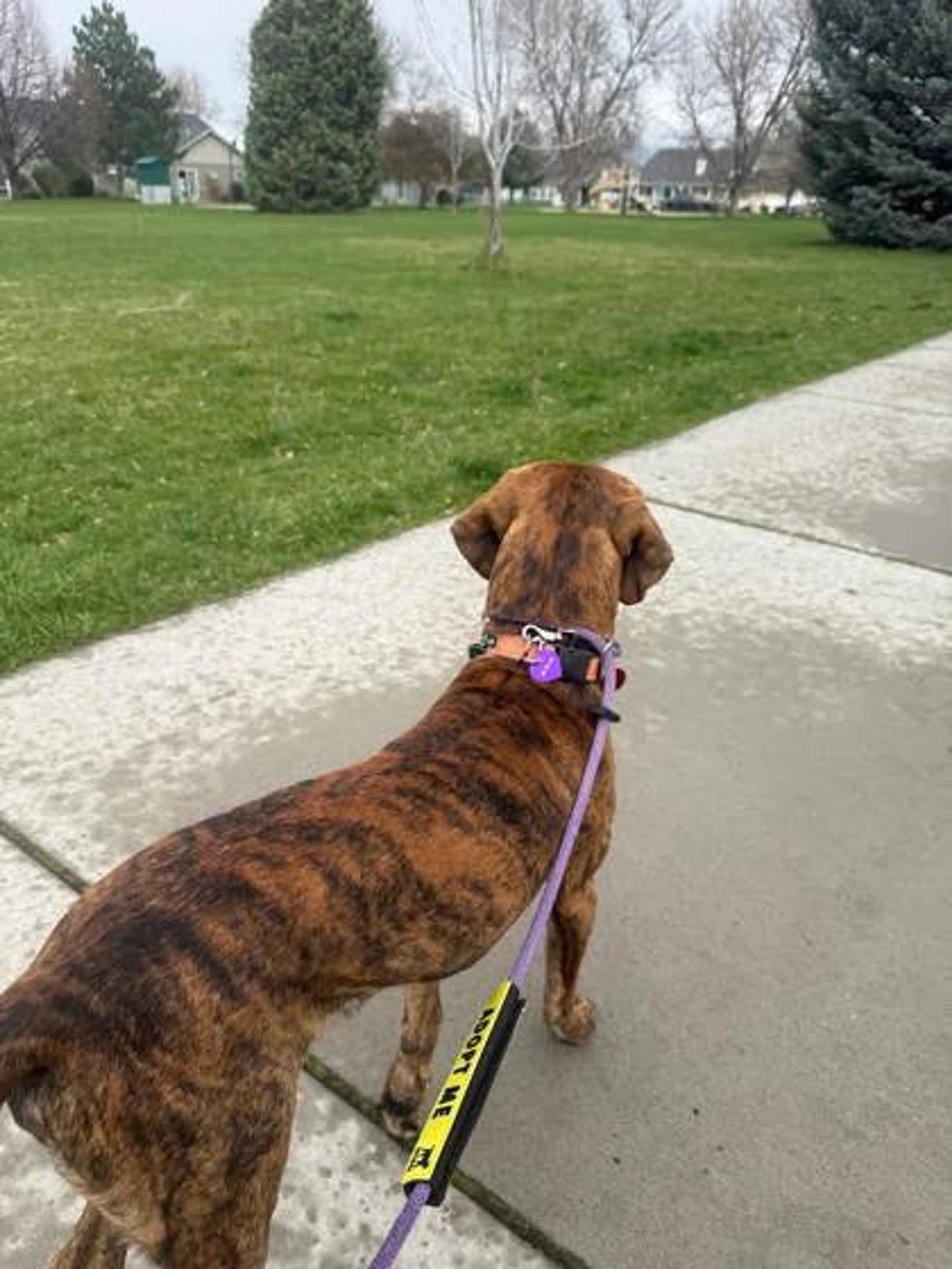 Found pet-2