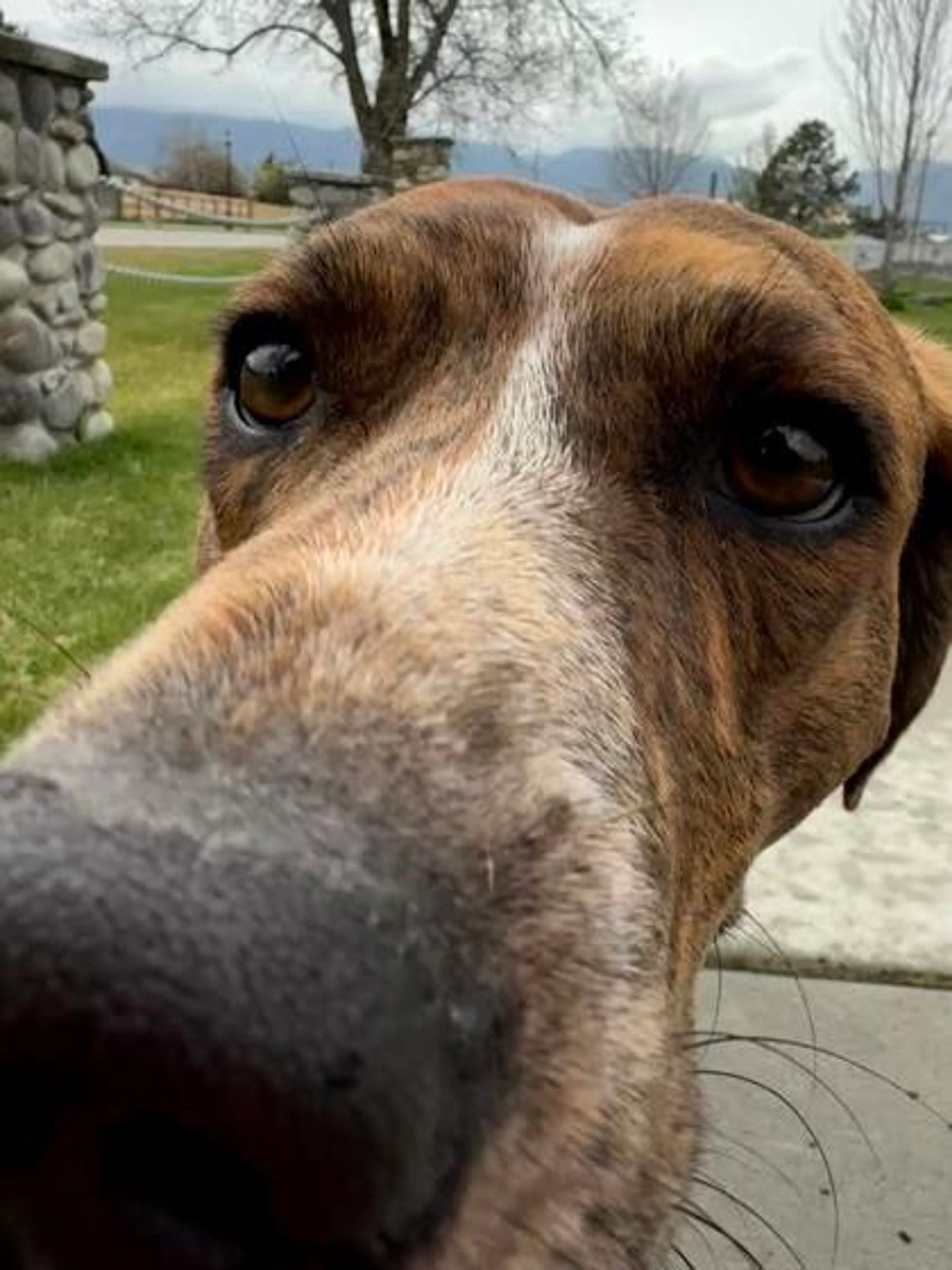 Found pet-1
