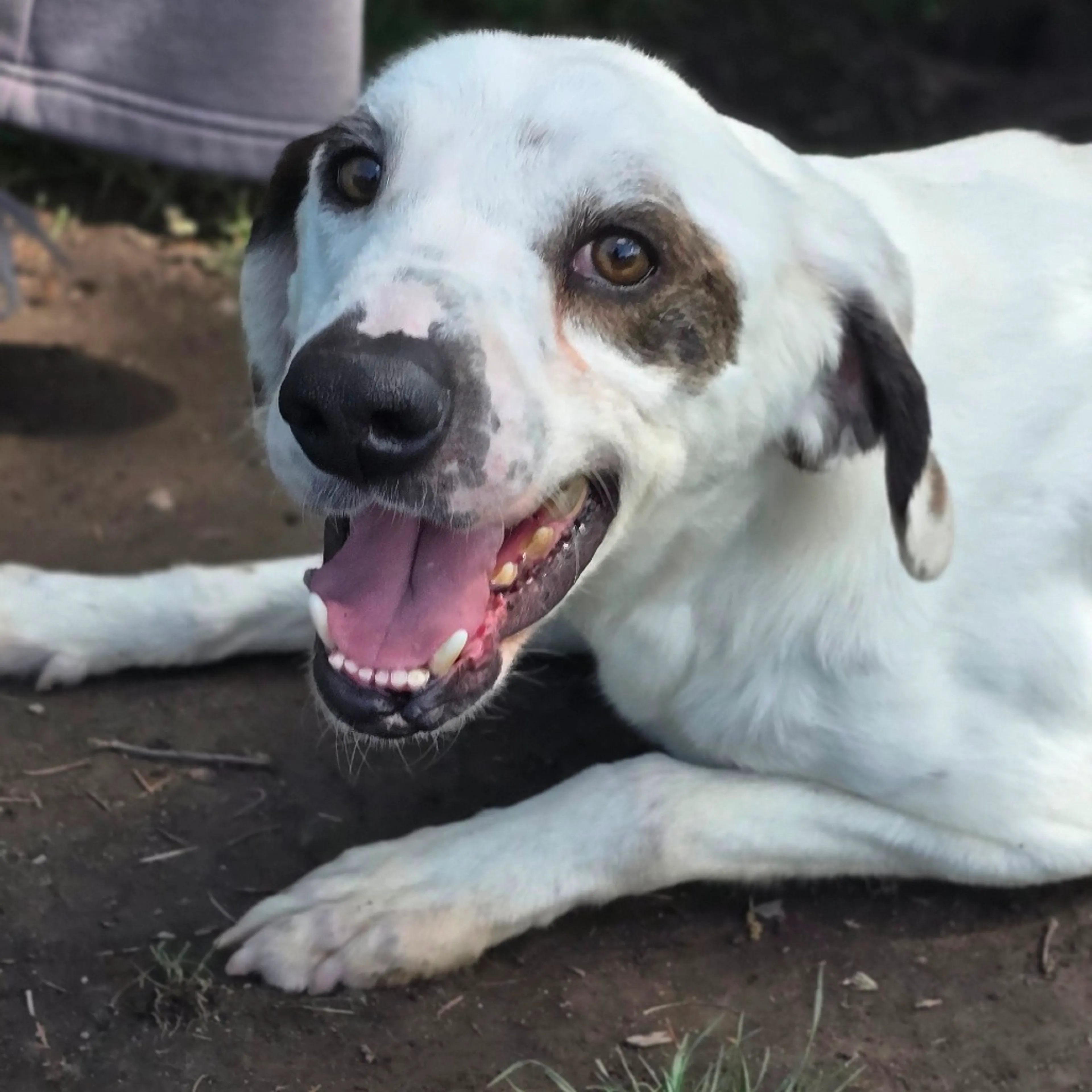 Found pet-2