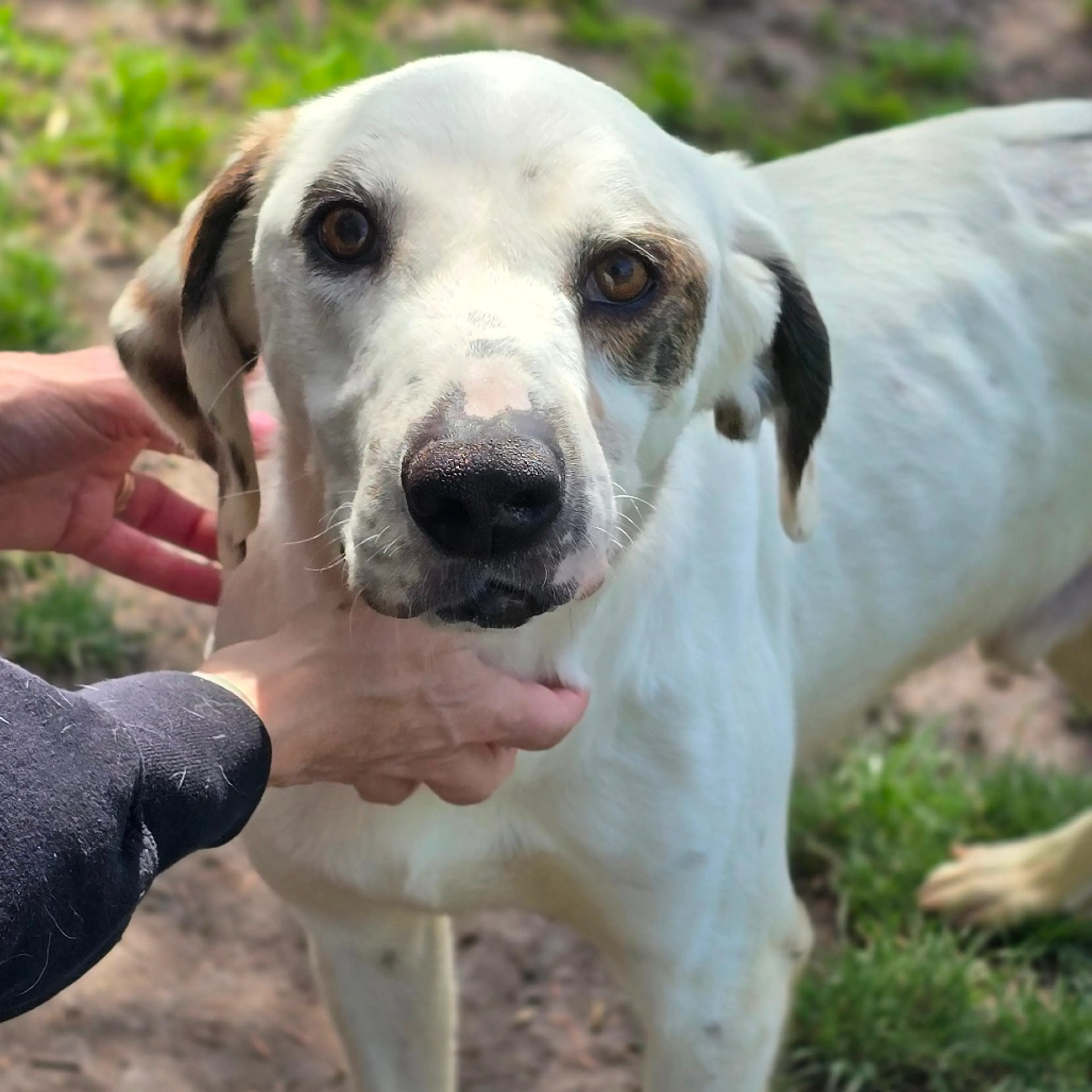 Found pet-4