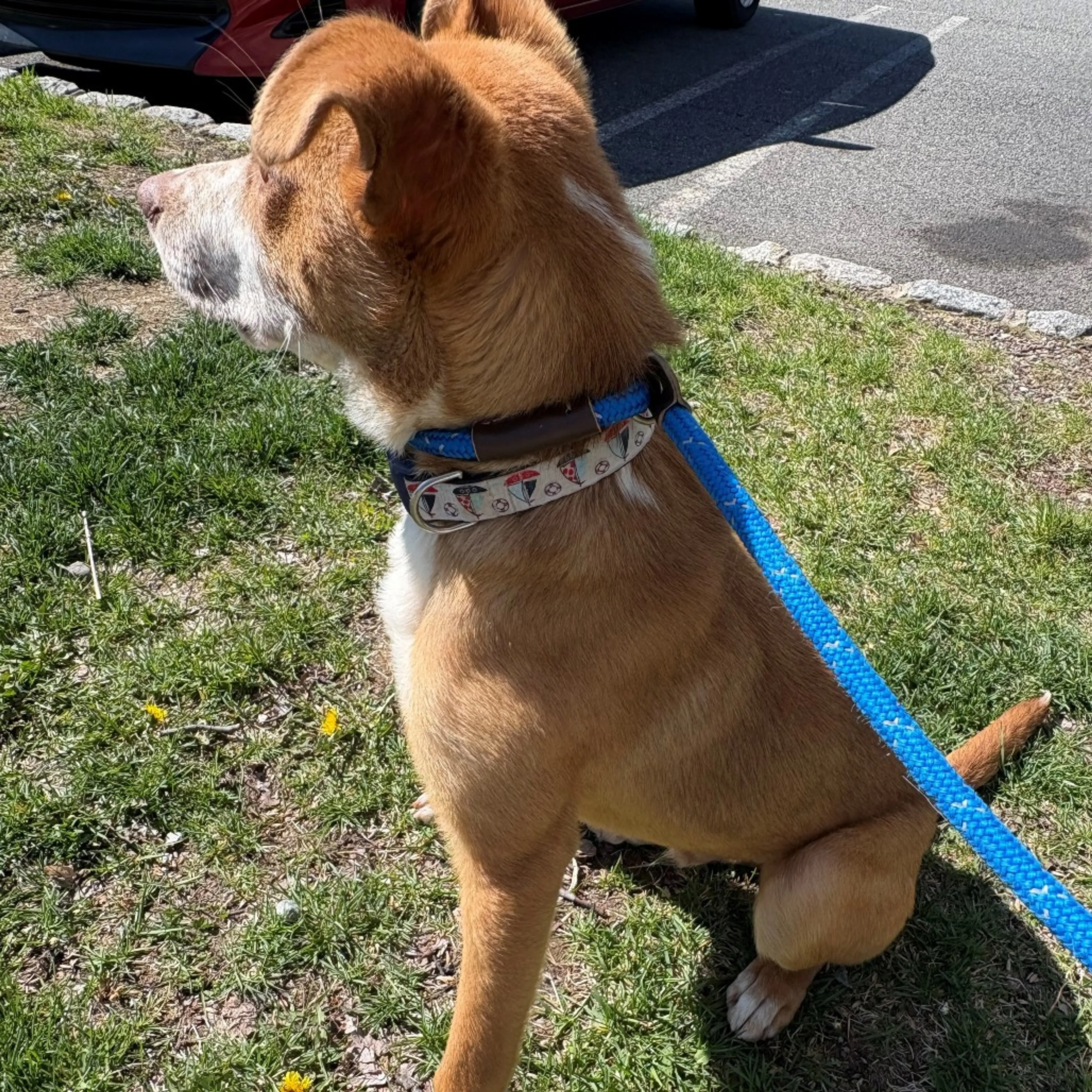 Found pet-1