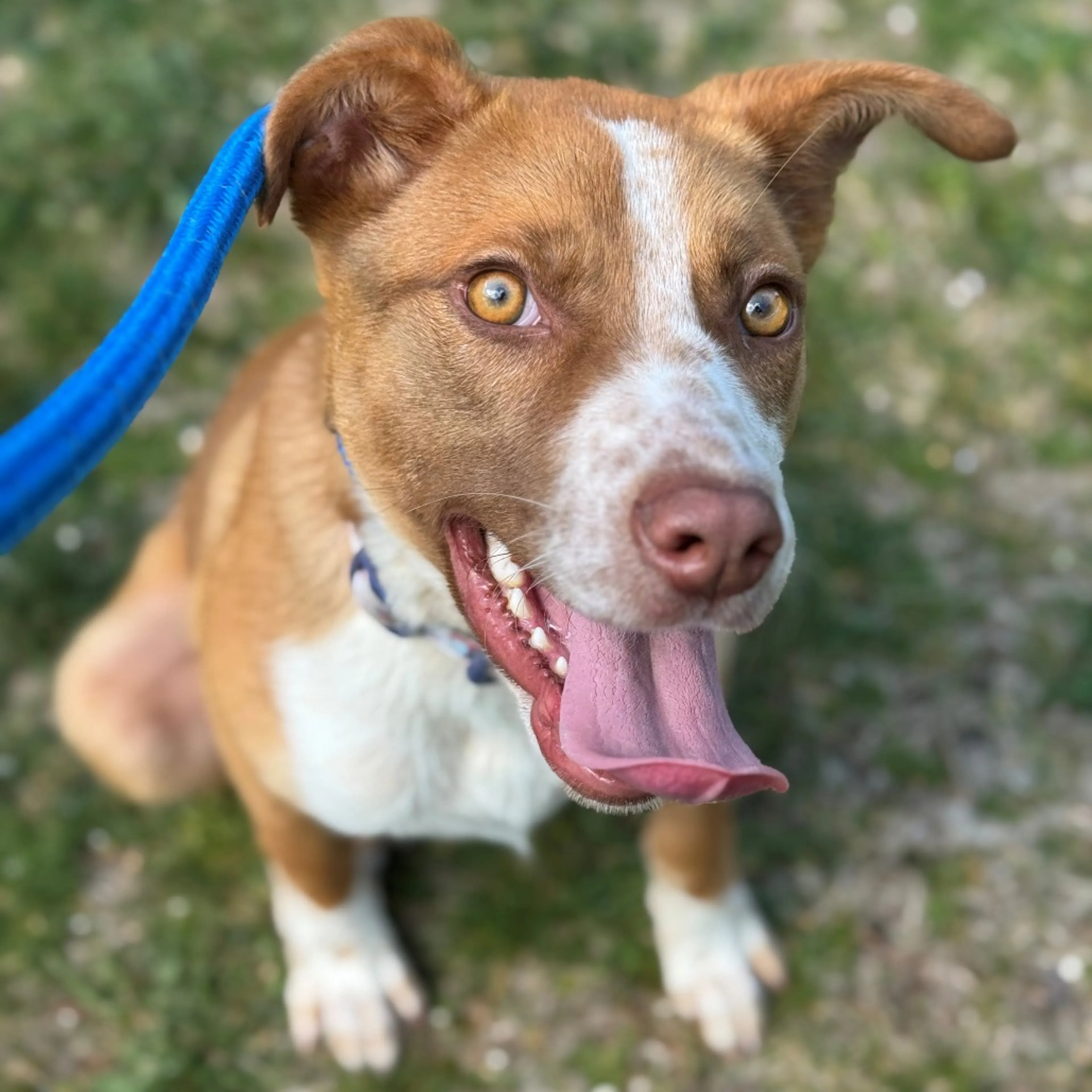 Found pet-3
