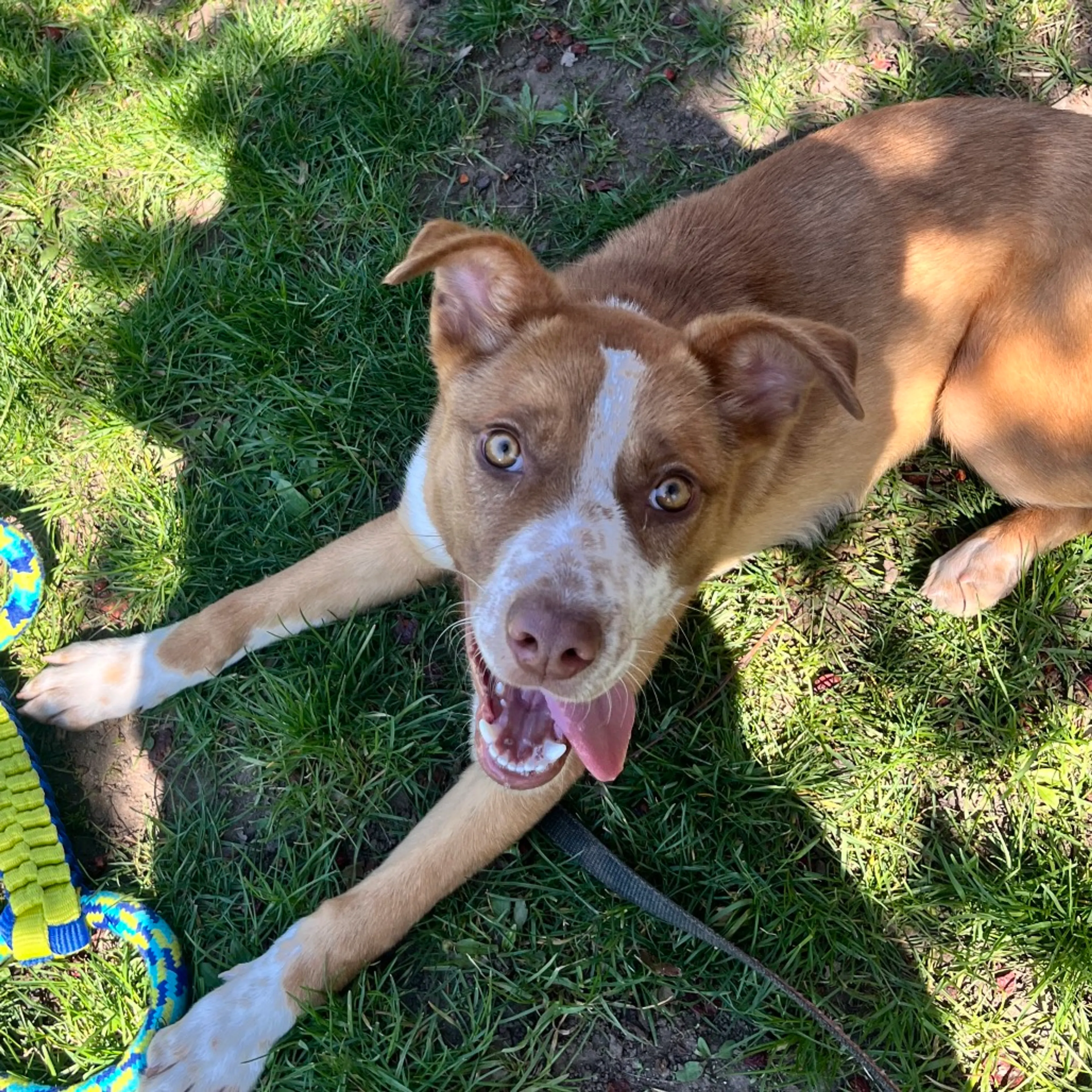 Found pet-2