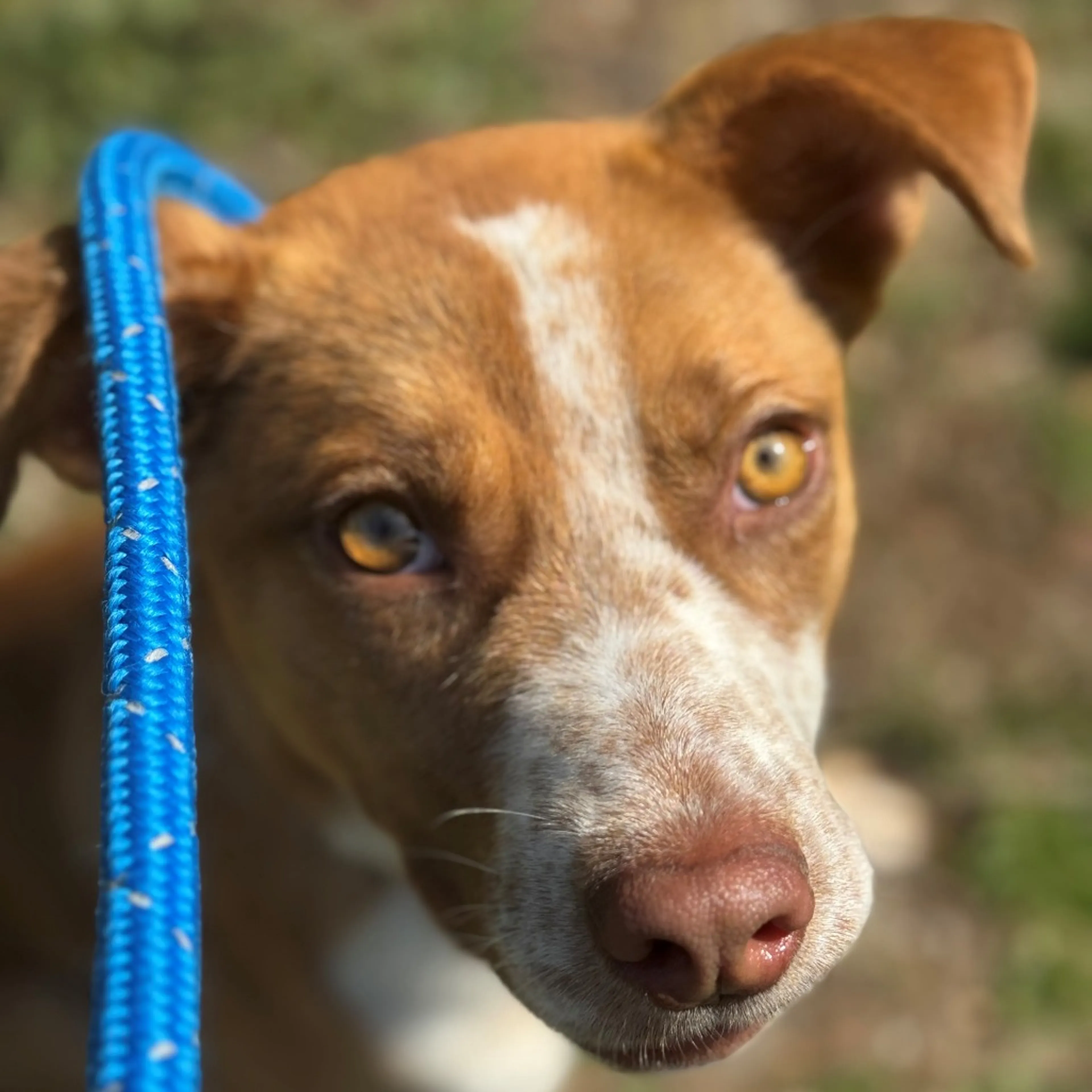 Found pet-4