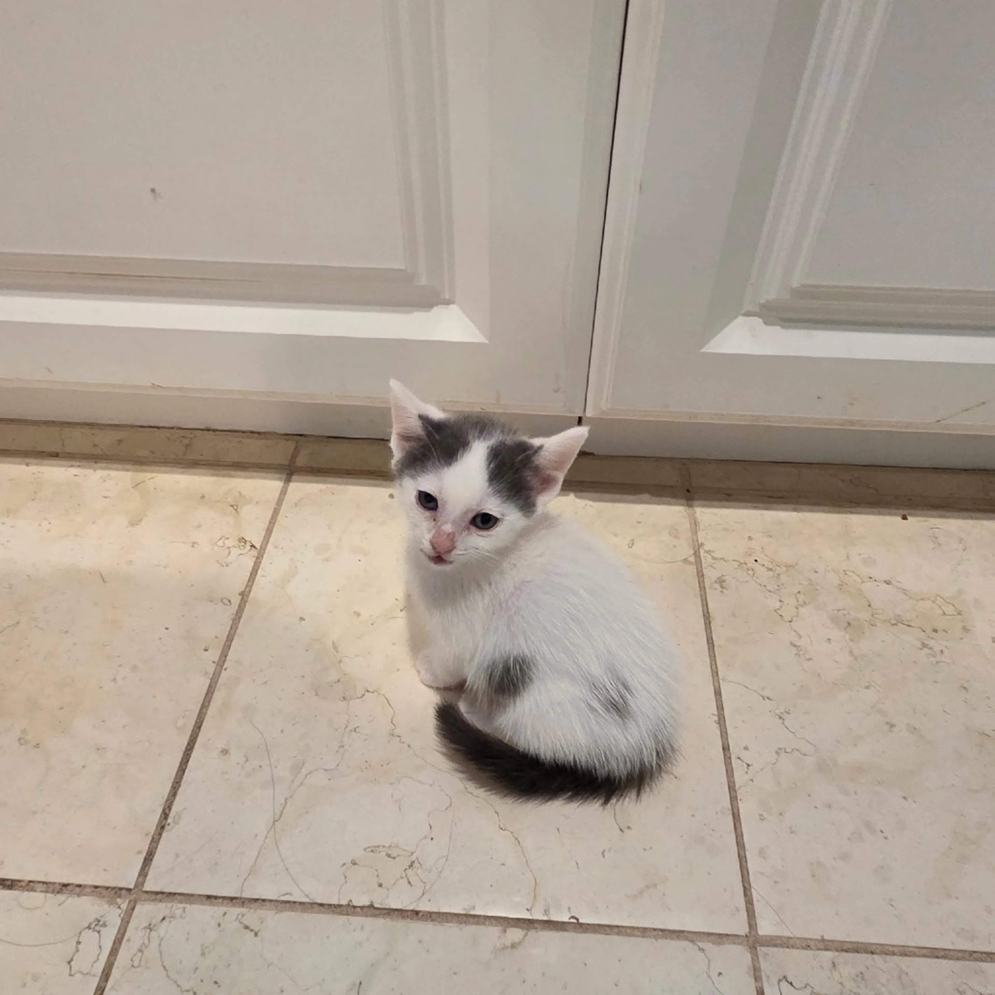 Found pet-2