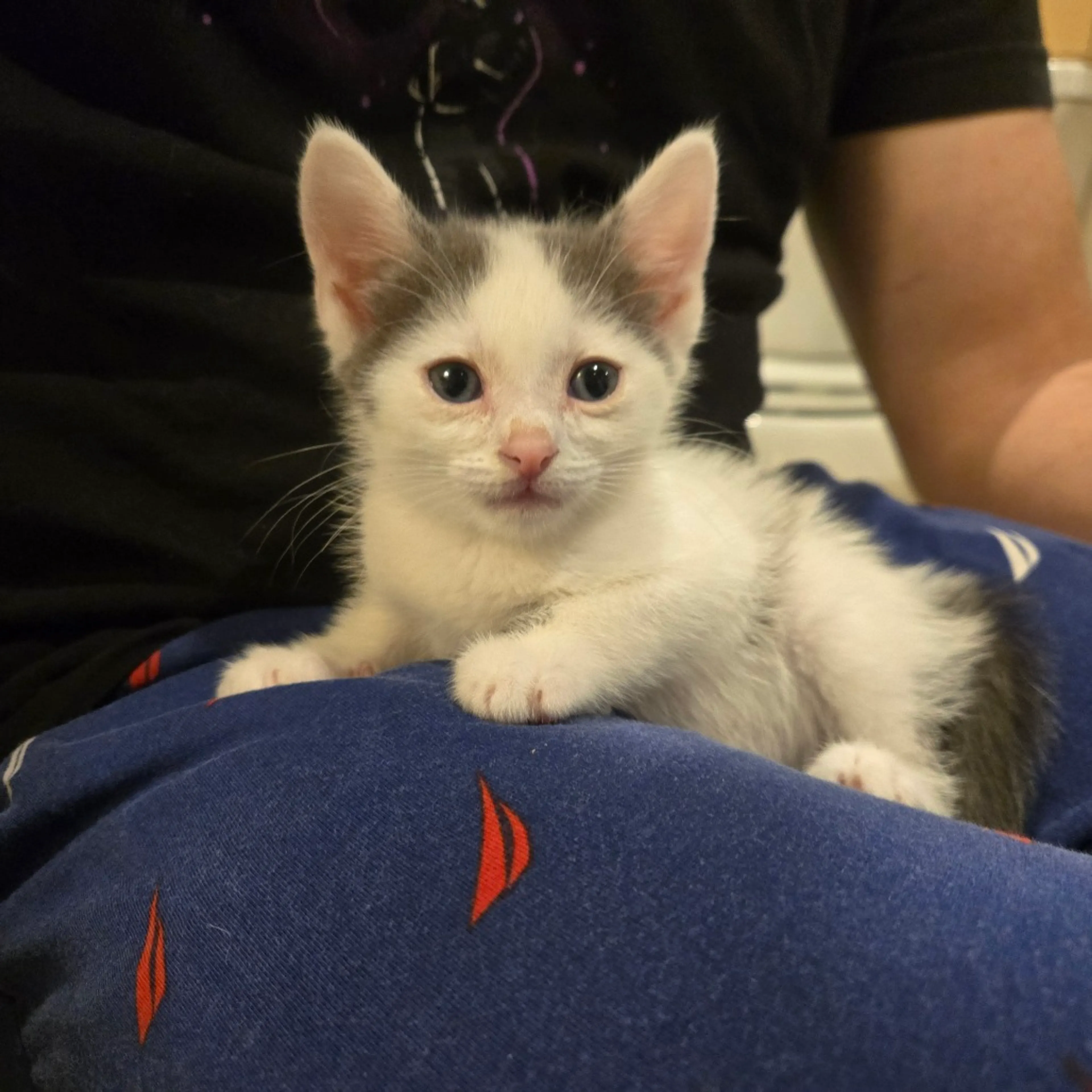 Found pet-0