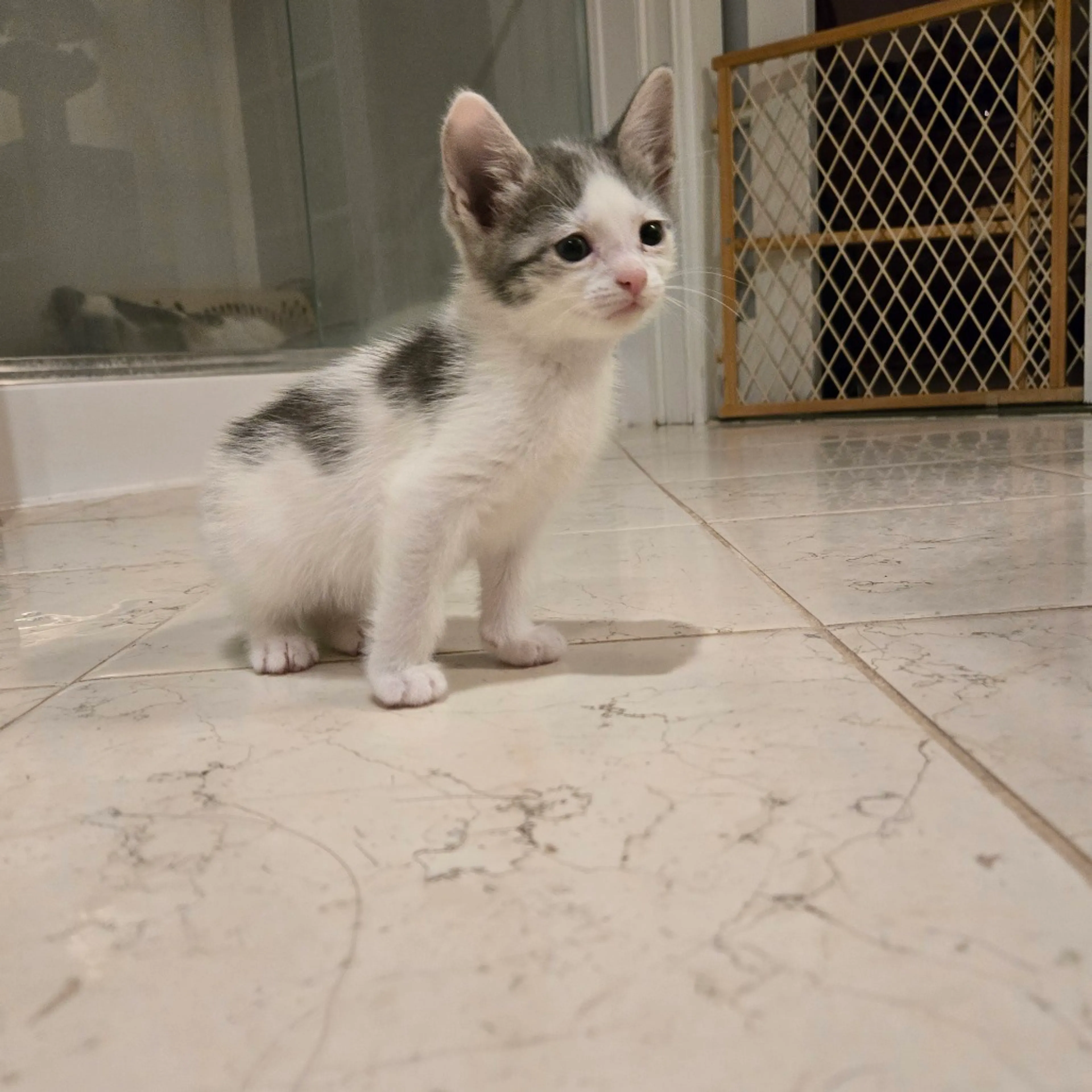 Found pet-3