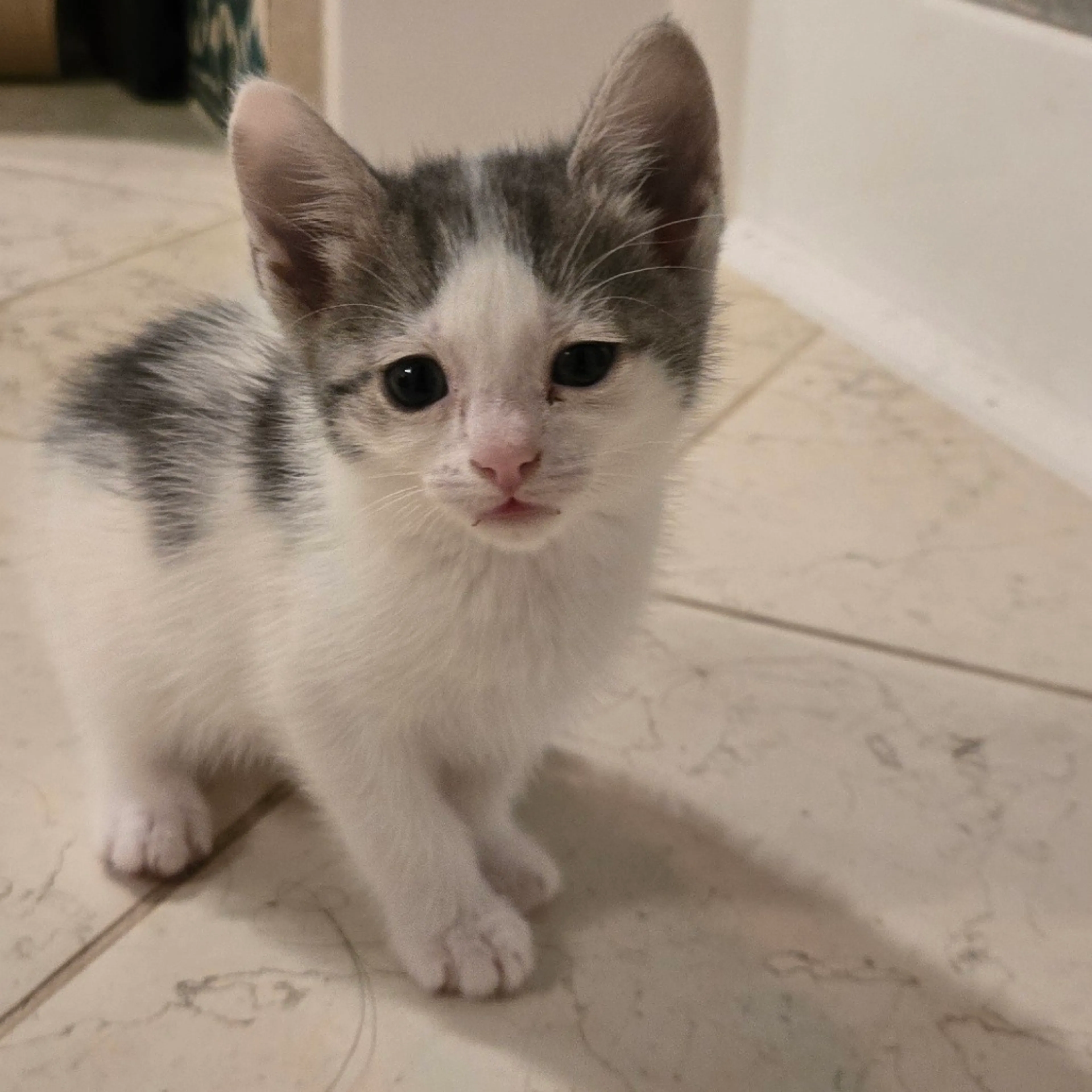 Found pet-3