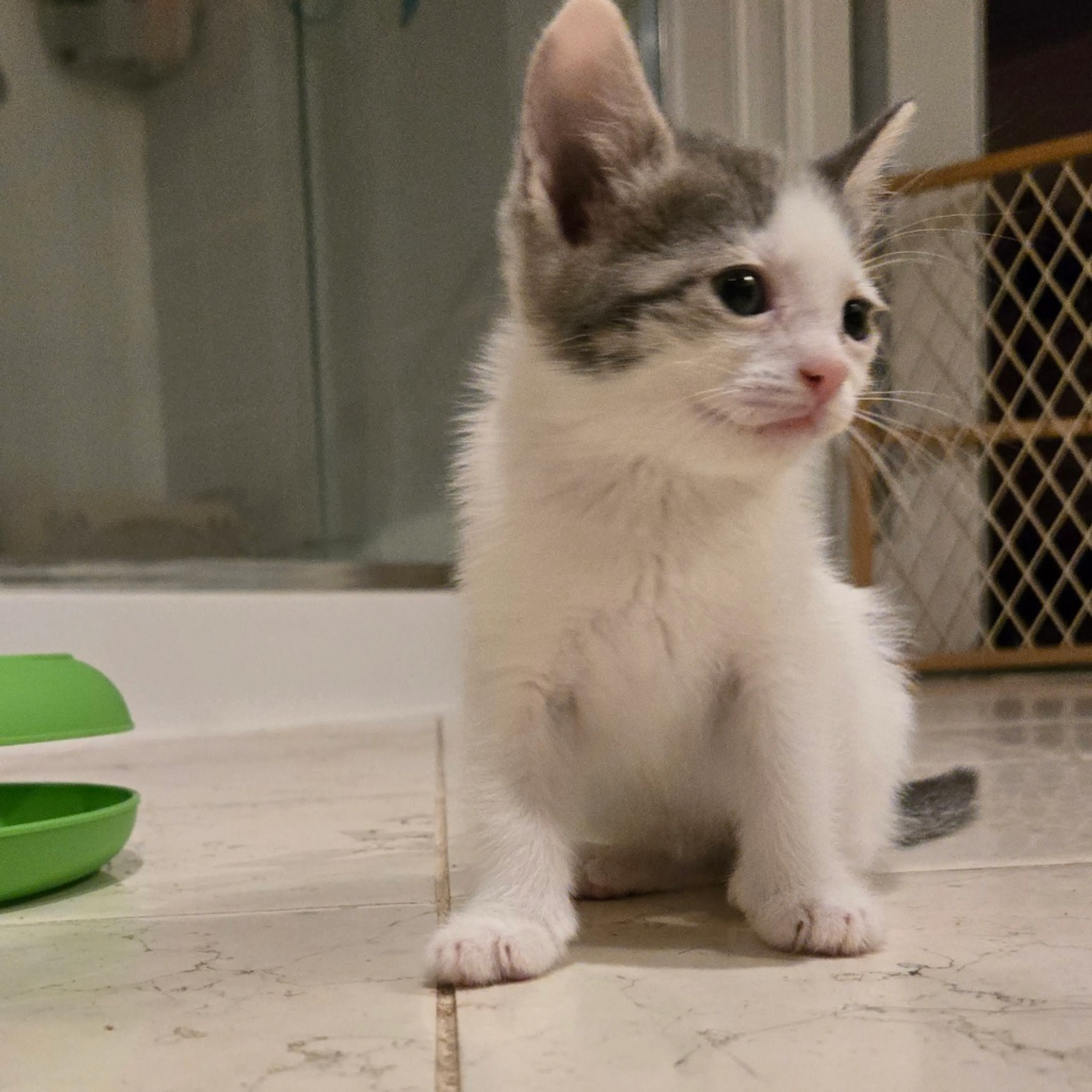 Found pet-0