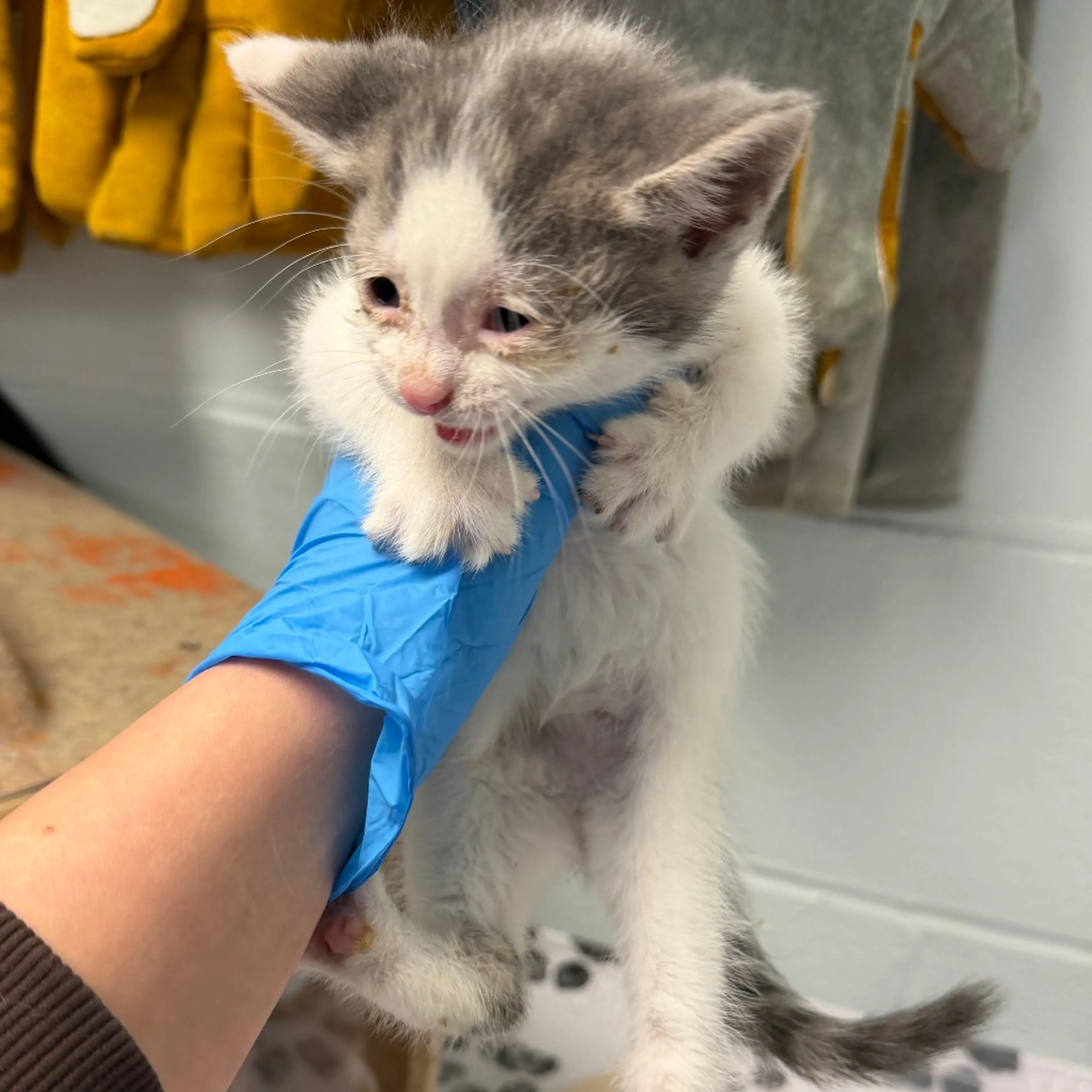 Found pet-2