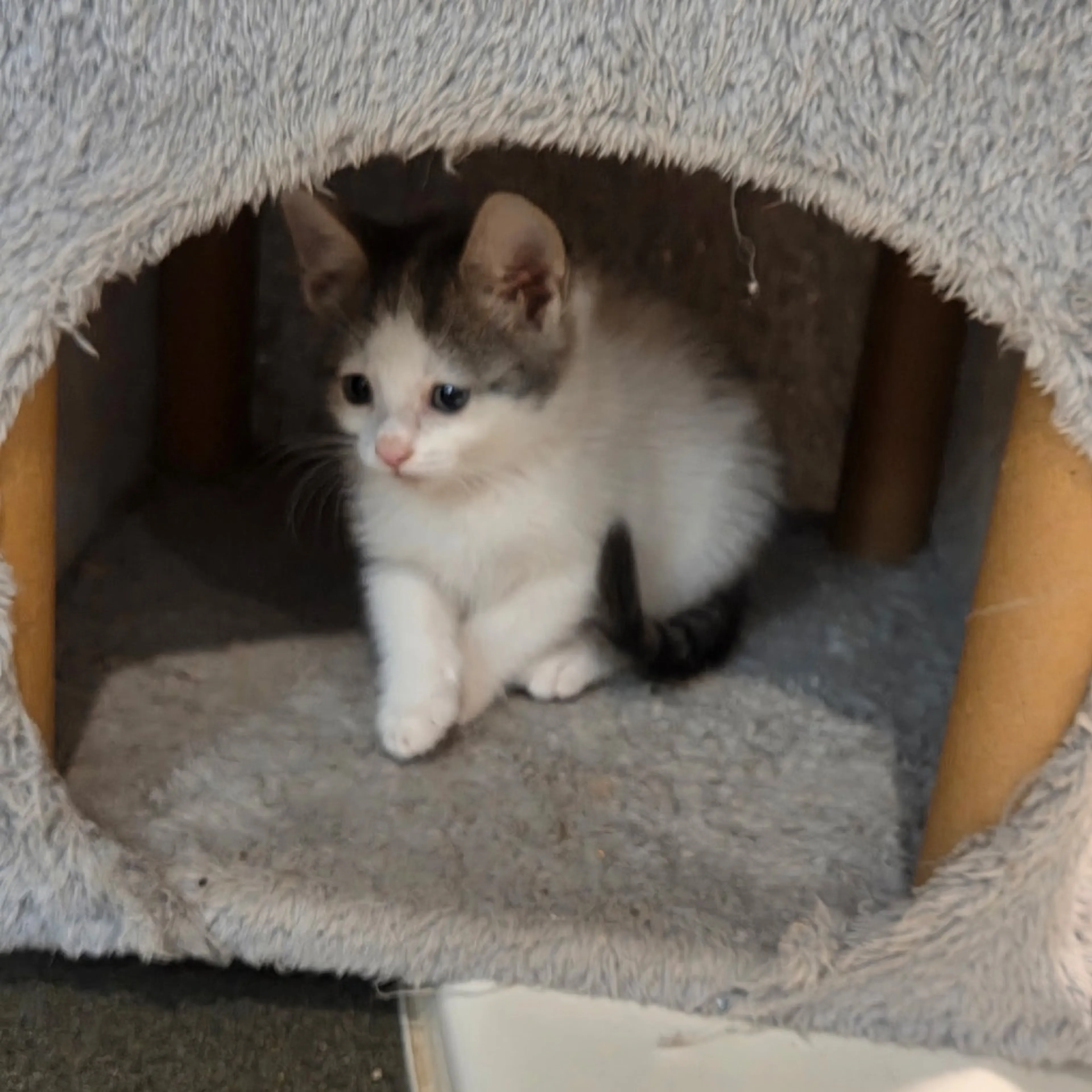 Found pet-4