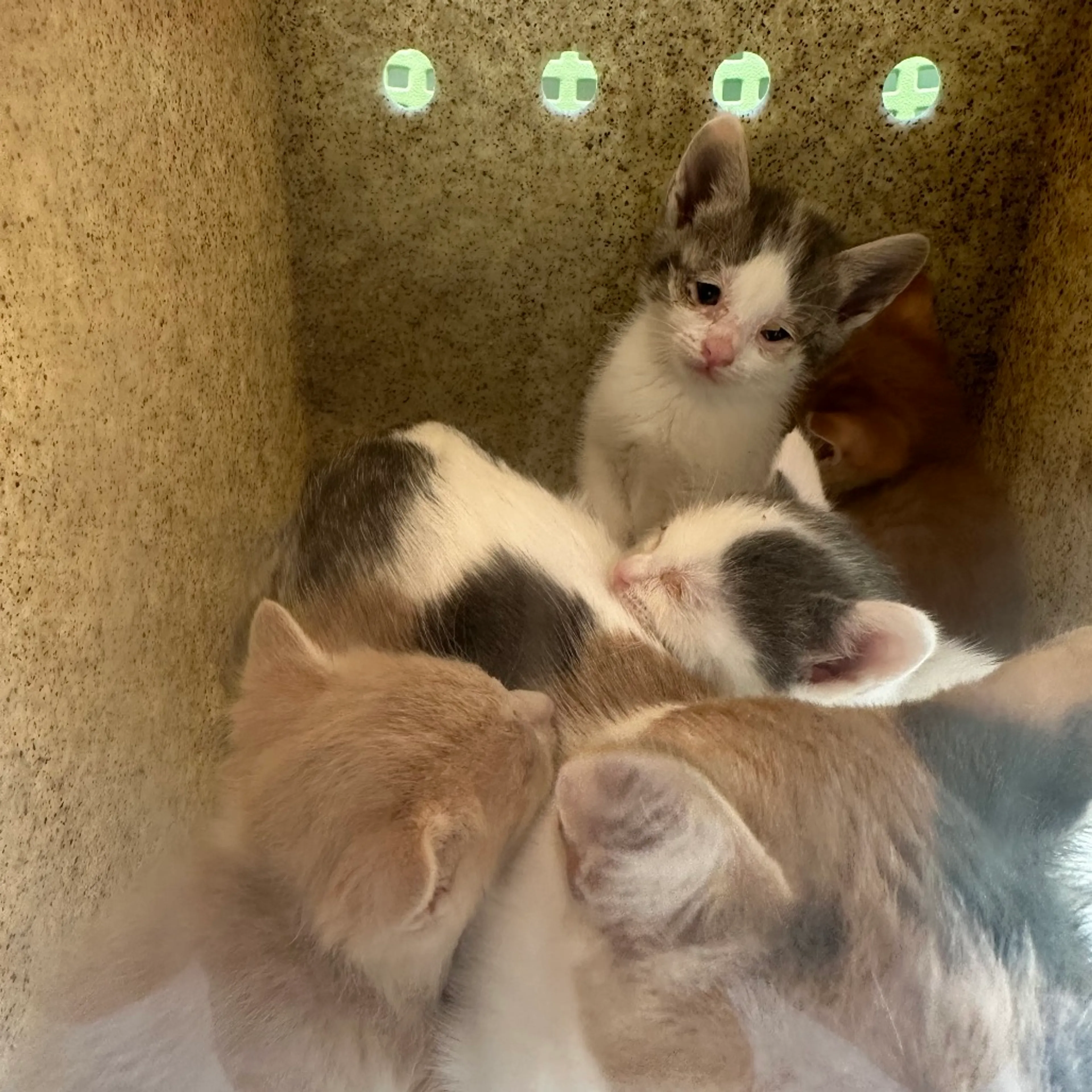 Found pet-1