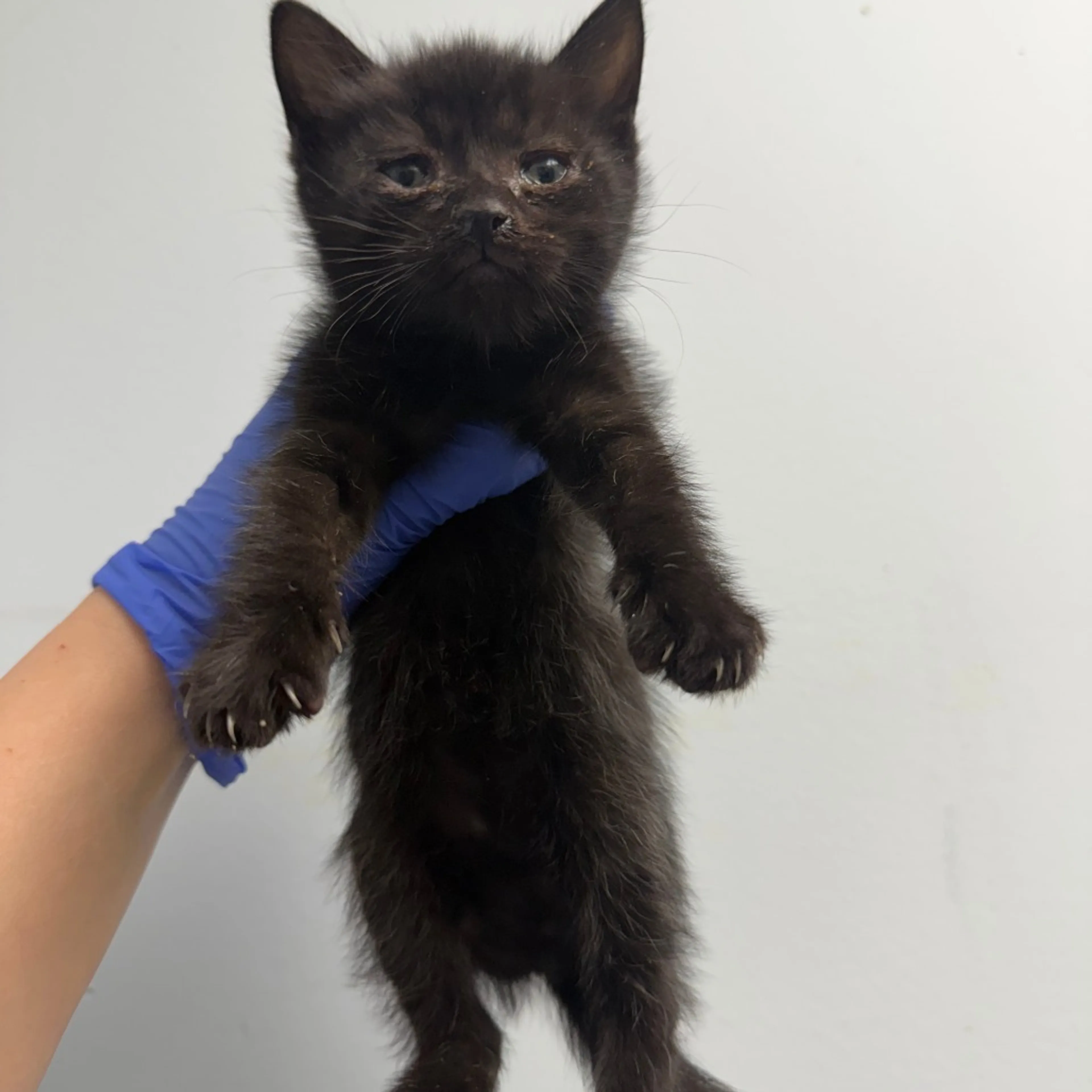 Found pet-1