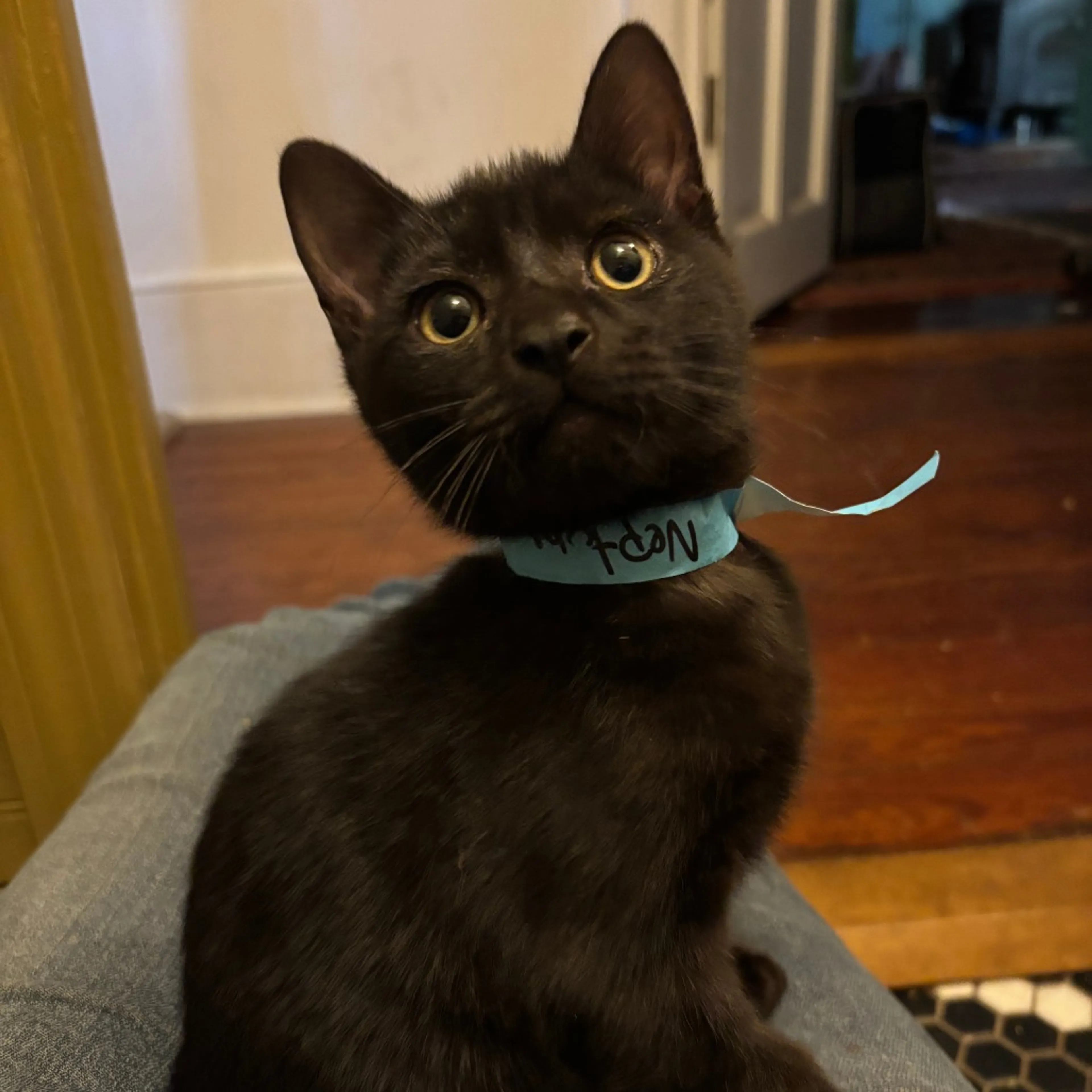 Found pet-2