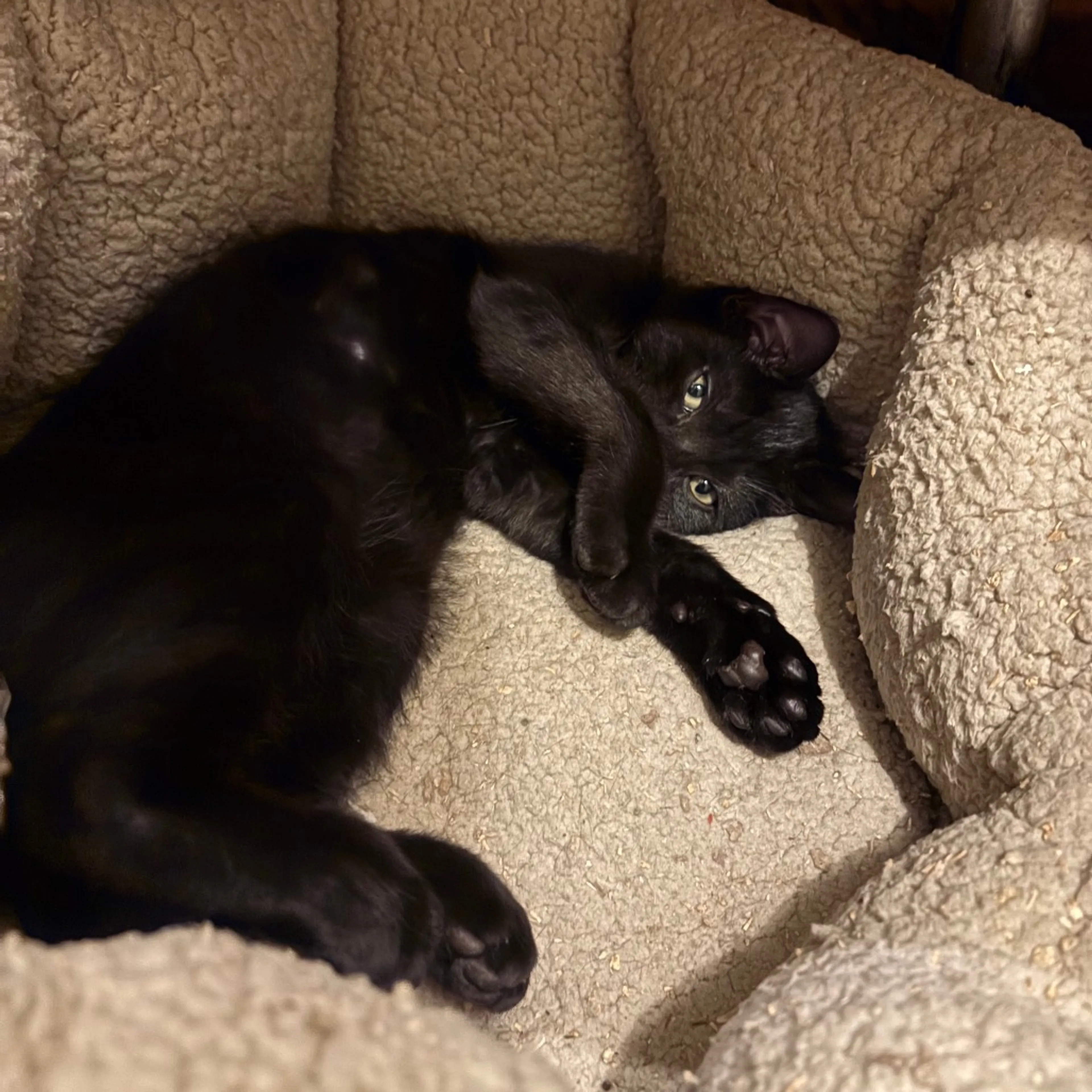 Found pet-0