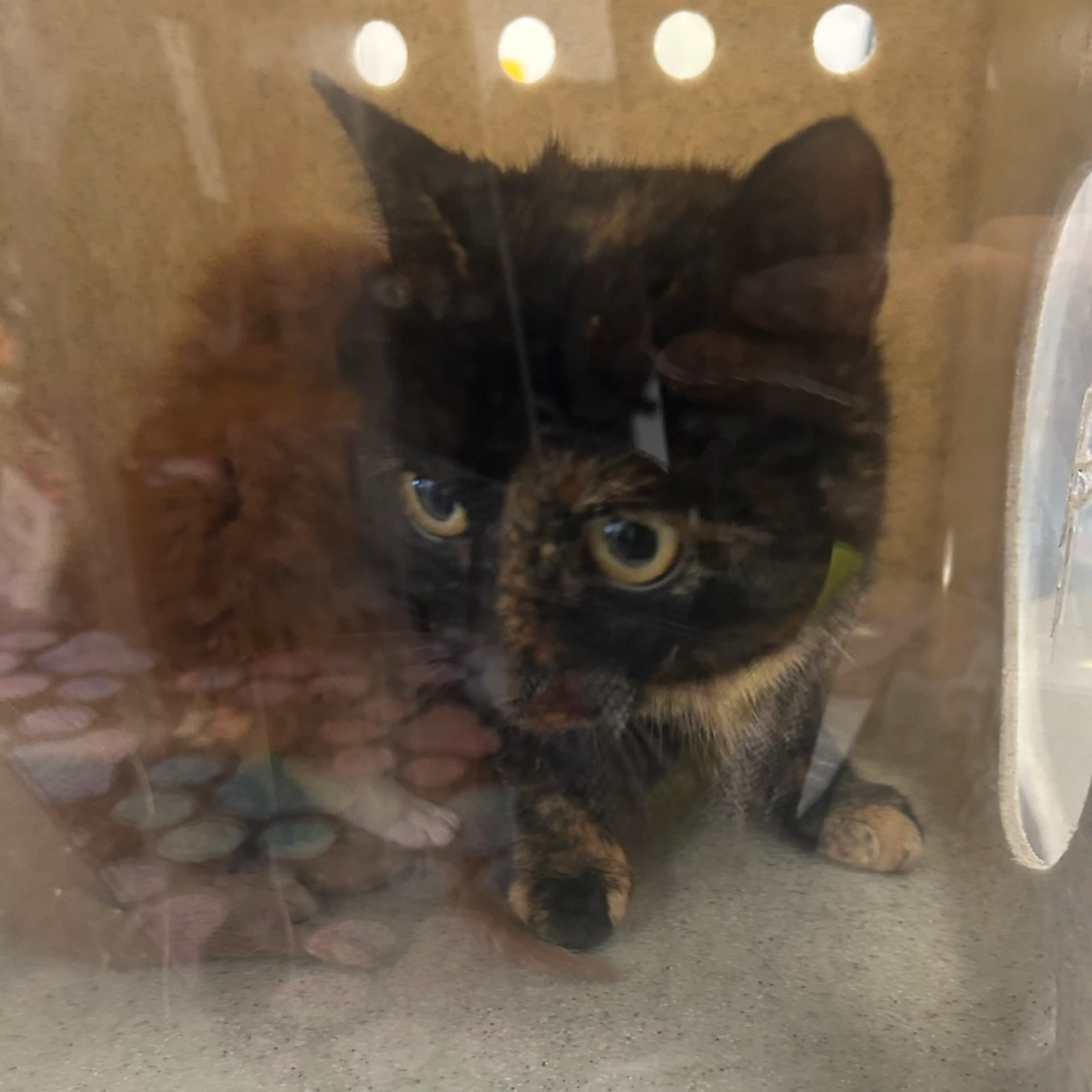 Found pet