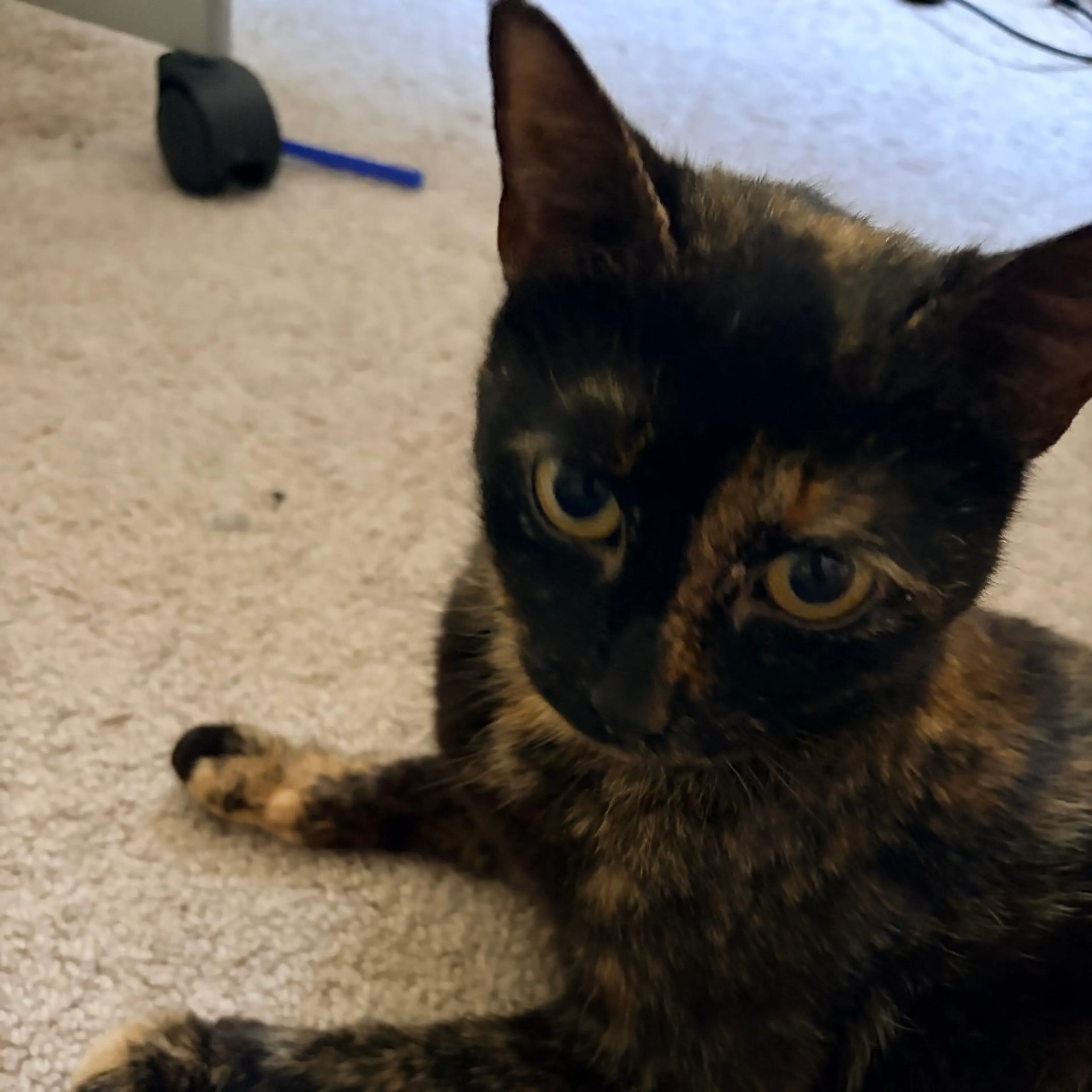 Found pet-0