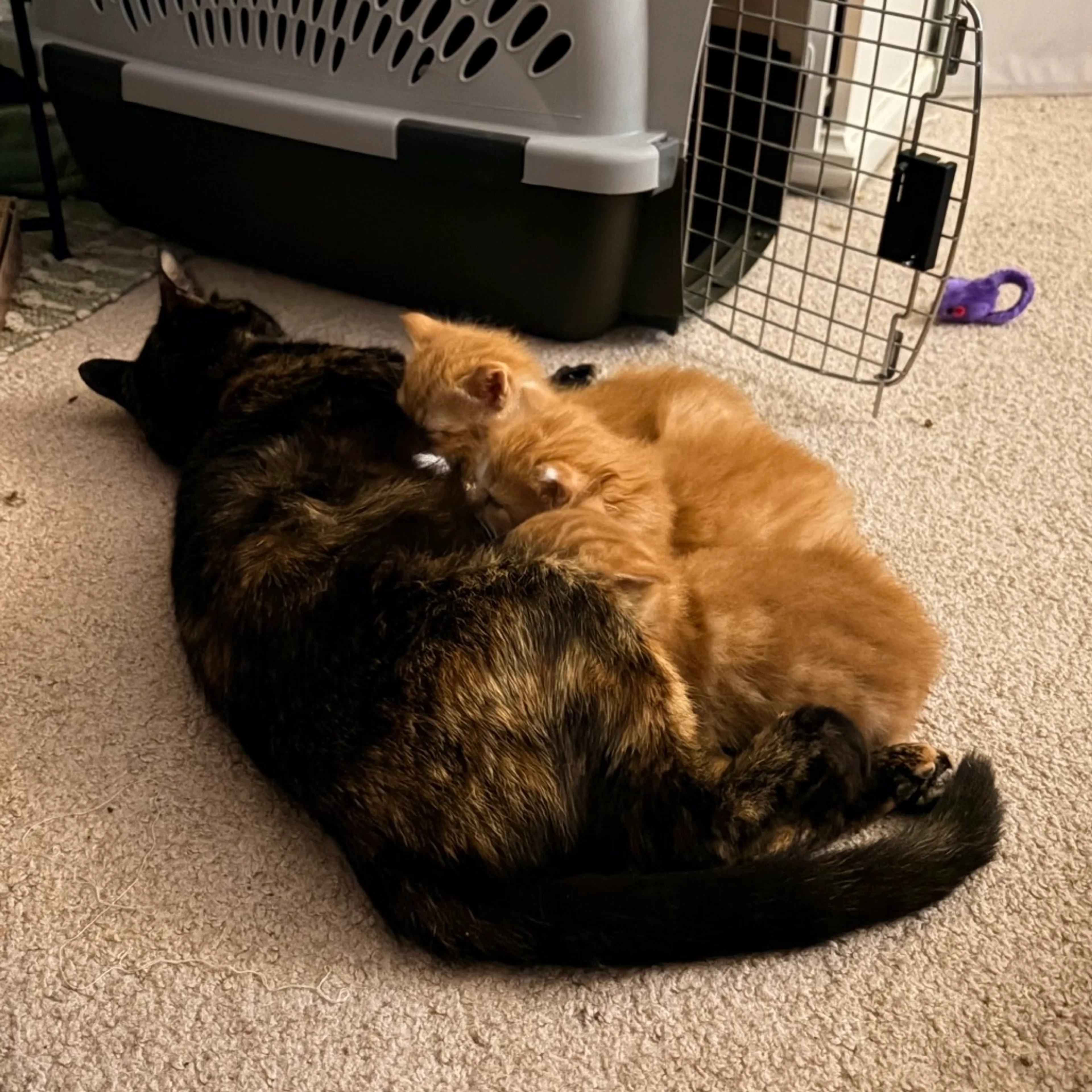 Found pet-1