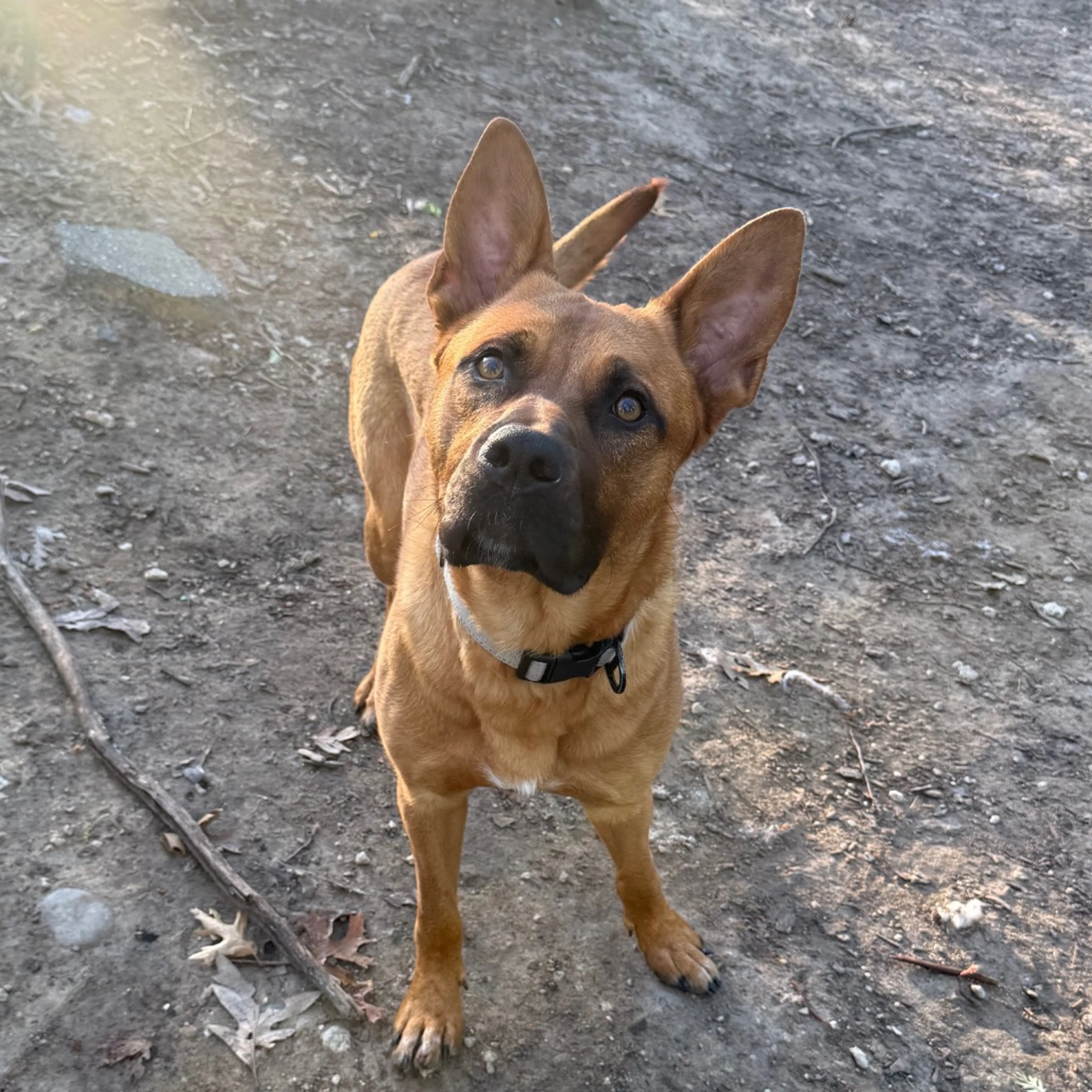 Found pet-4