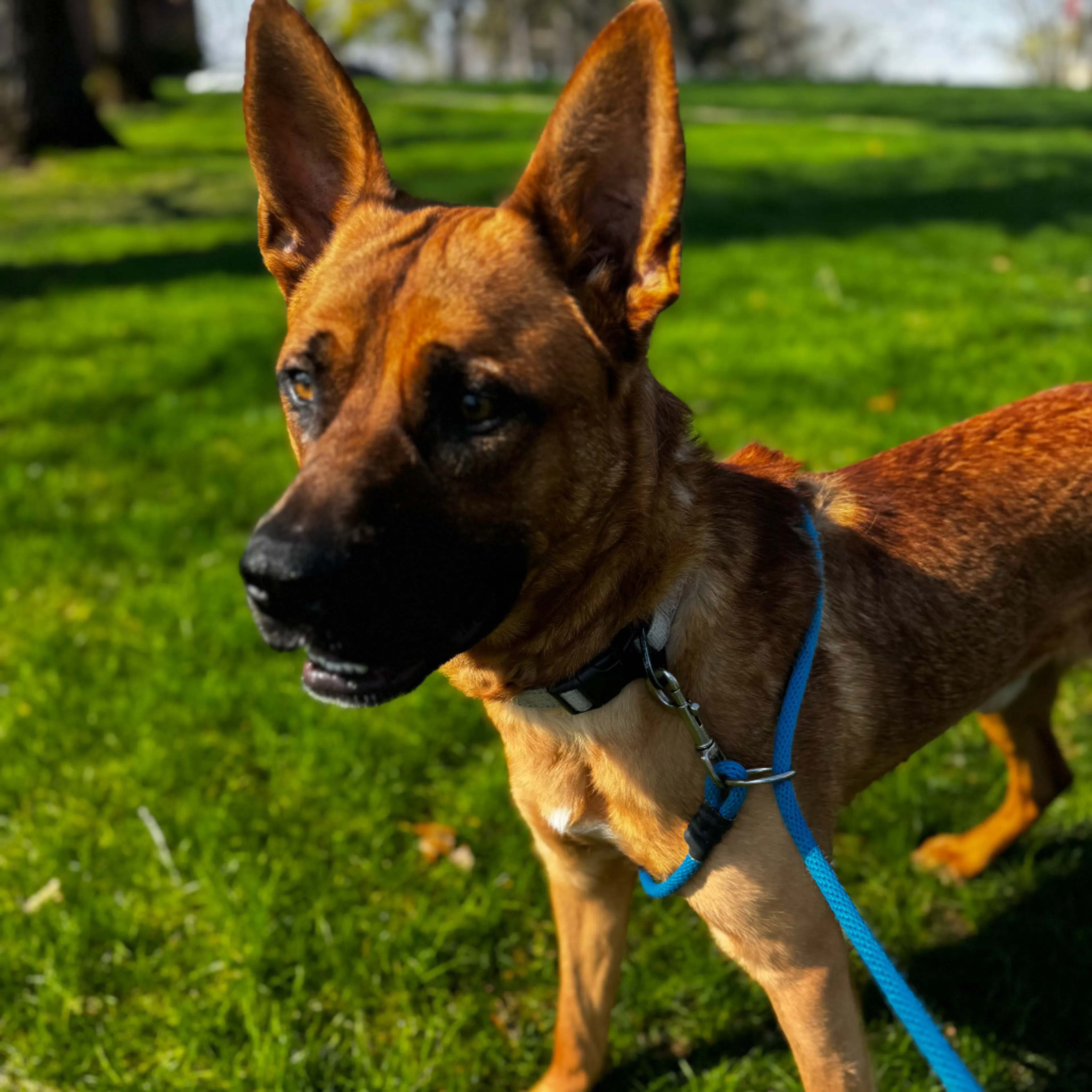 Found pet-3