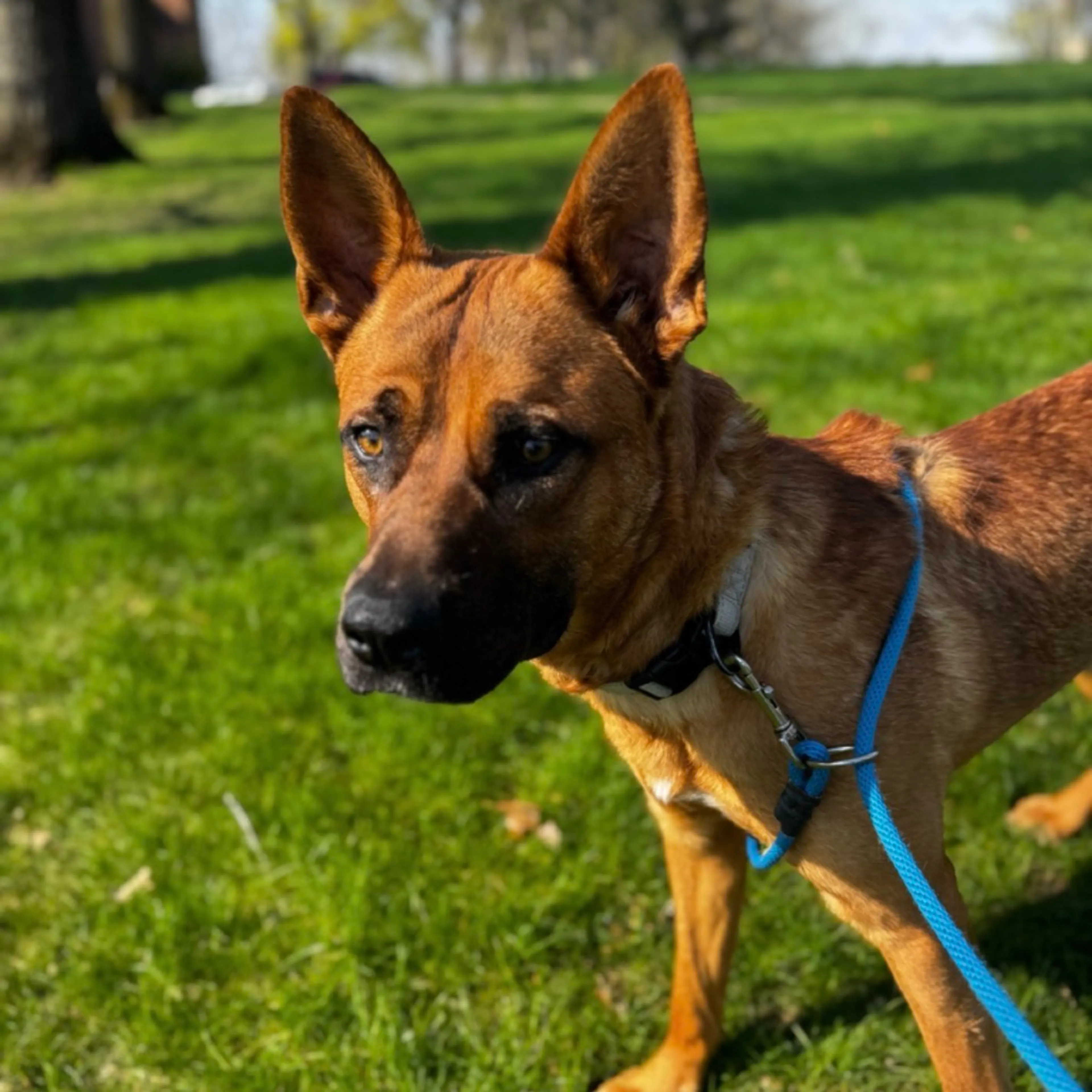 Found pet-2