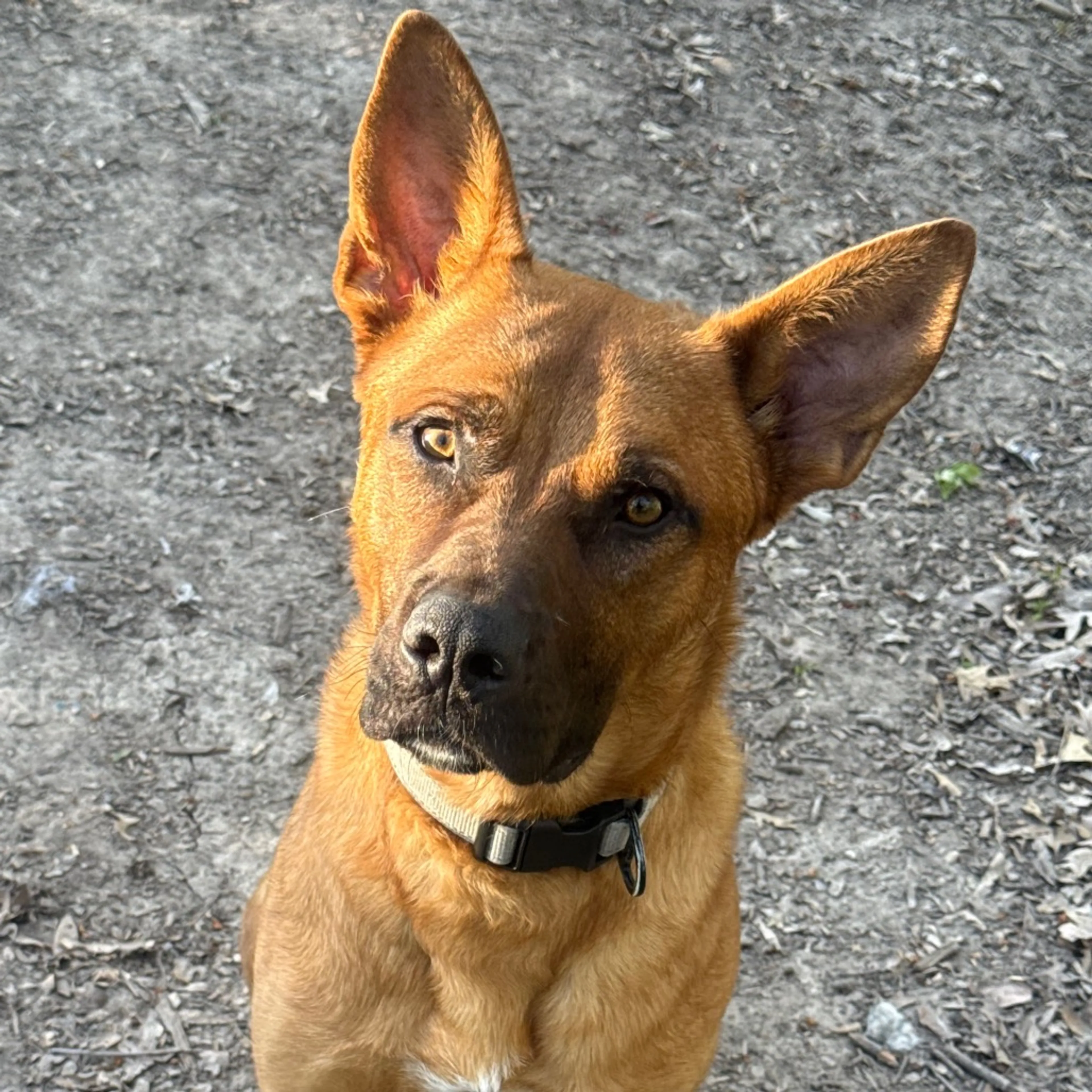 Found pet-5